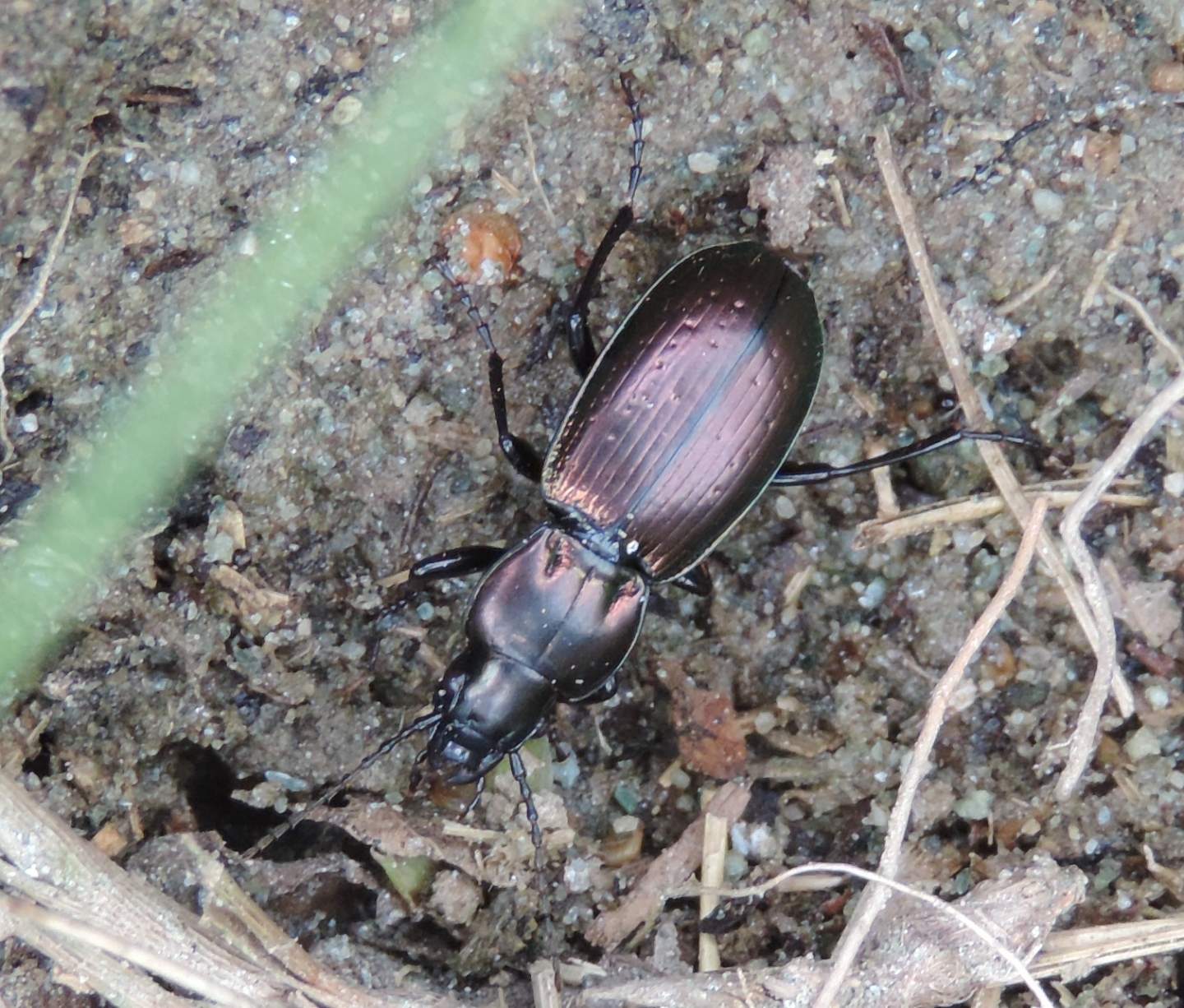 Pterostichus externepunctatus