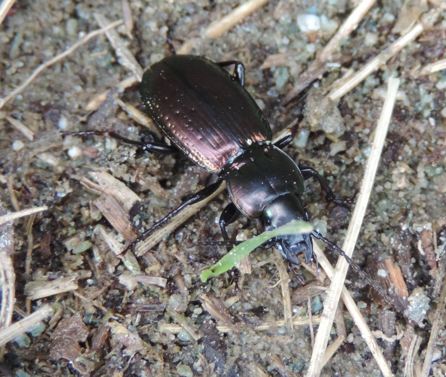 Pterostichus externepunctatus