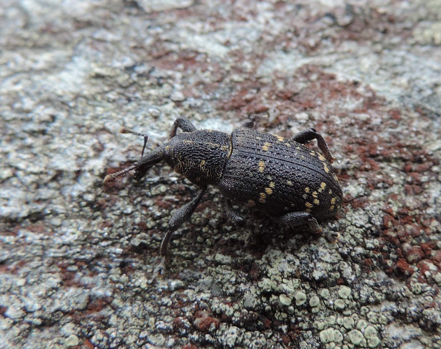 Hylobius abietis, Curculionidae