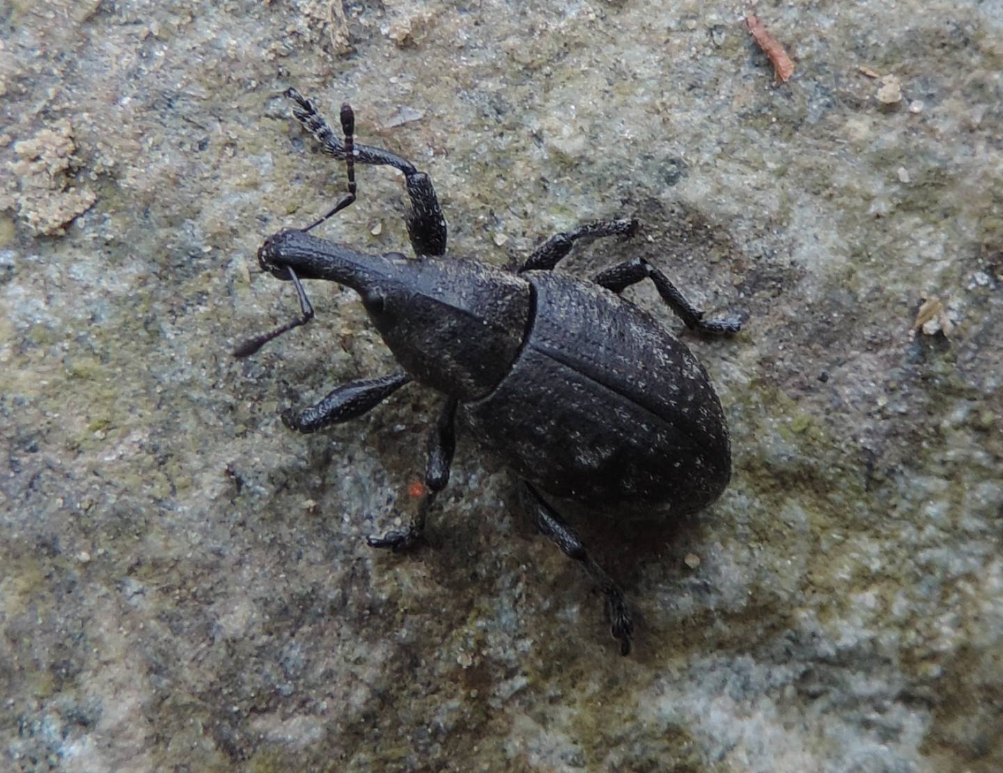 Lepirus capucinus, Curculionidae