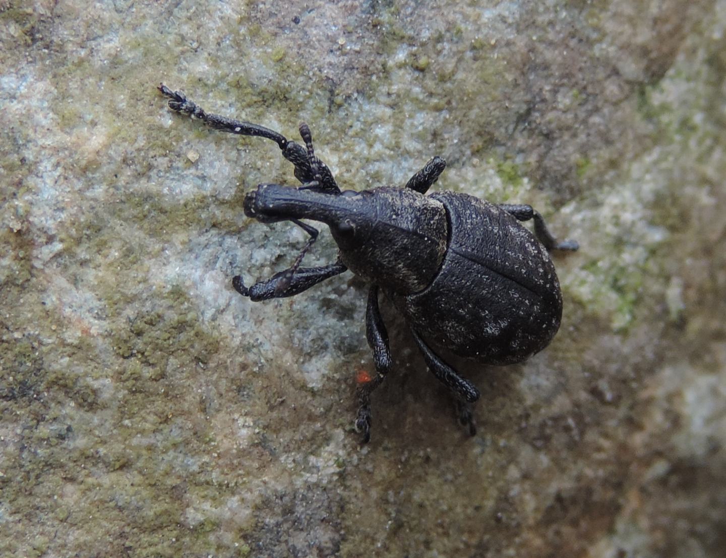 Lepirus capucinus, Curculionidae