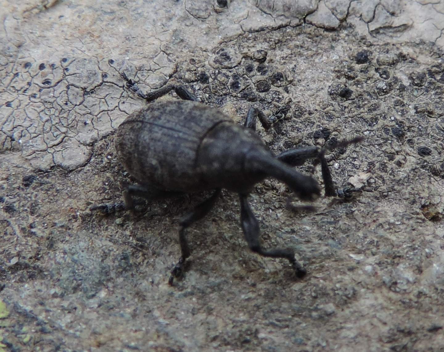 Lepyrus capucinus, Curculionidae