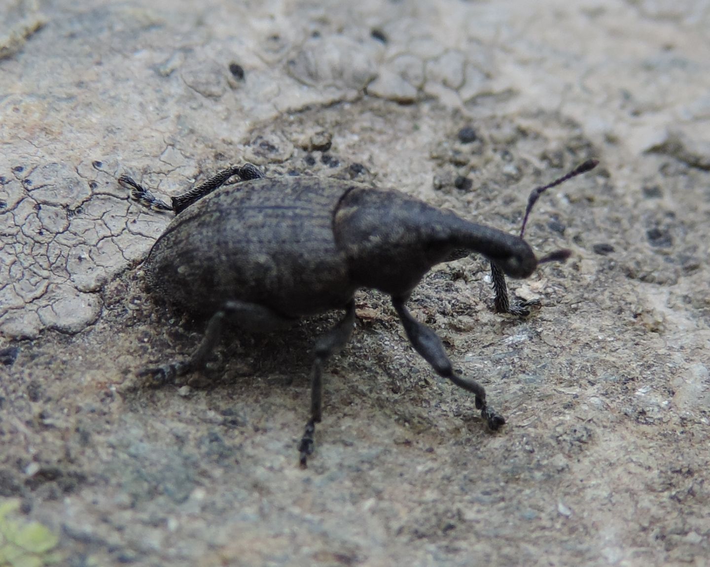 Lepyrus capucinus, Curculionidae