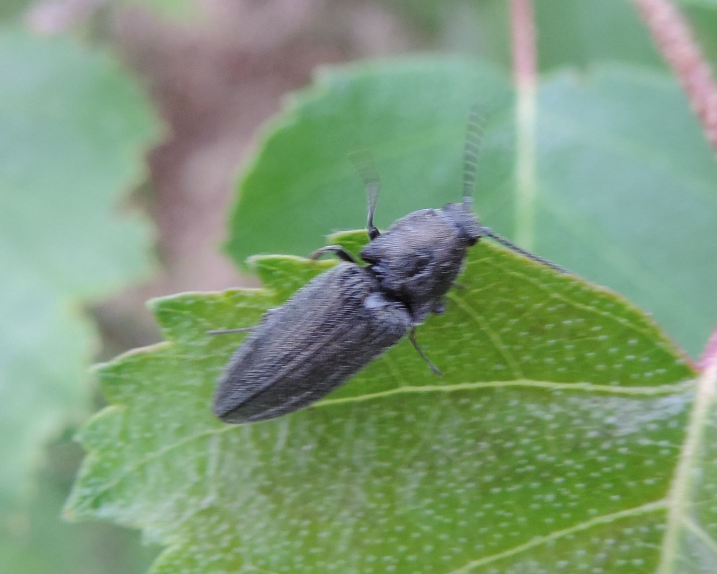 Cydnopus sp.?, Elateridae