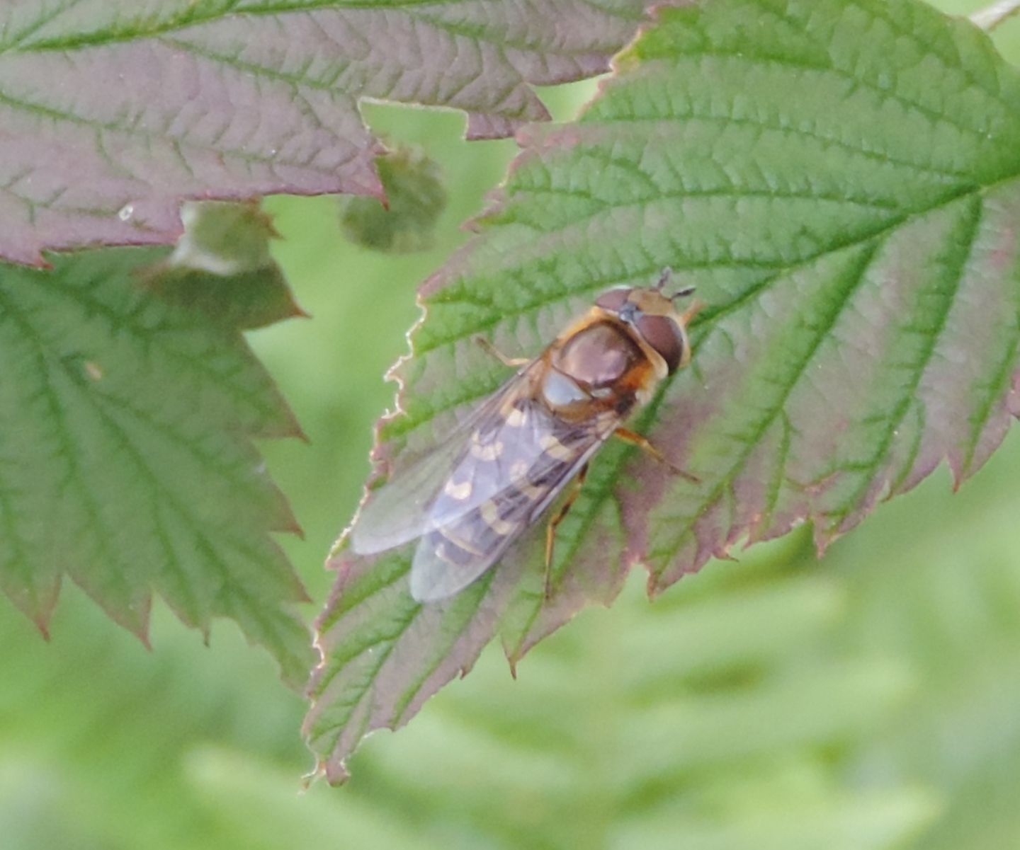 Scaeva selenitica (Syrphidae)