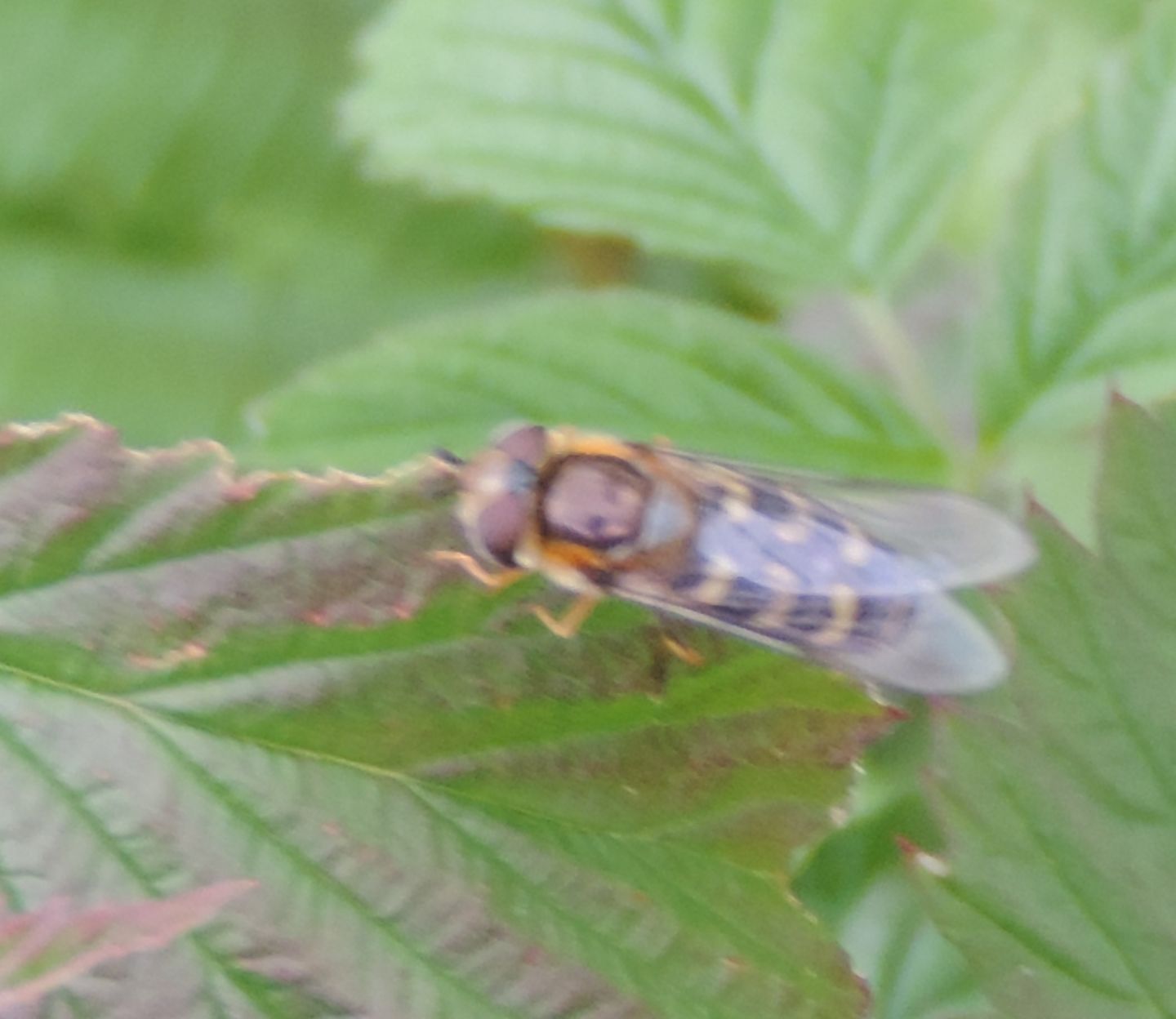 Scaeva selenitica (Syrphidae)