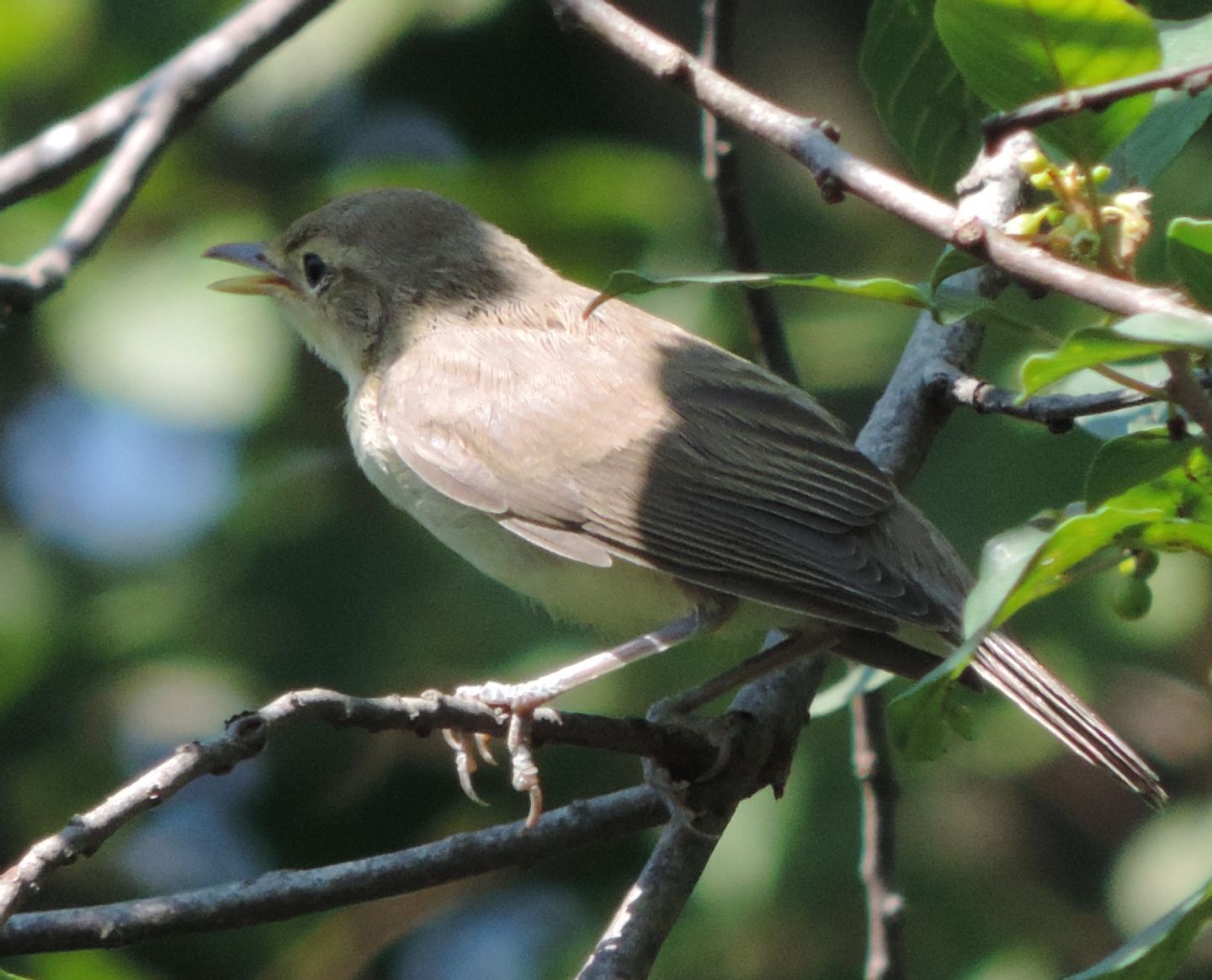Giovane Canapino comune?