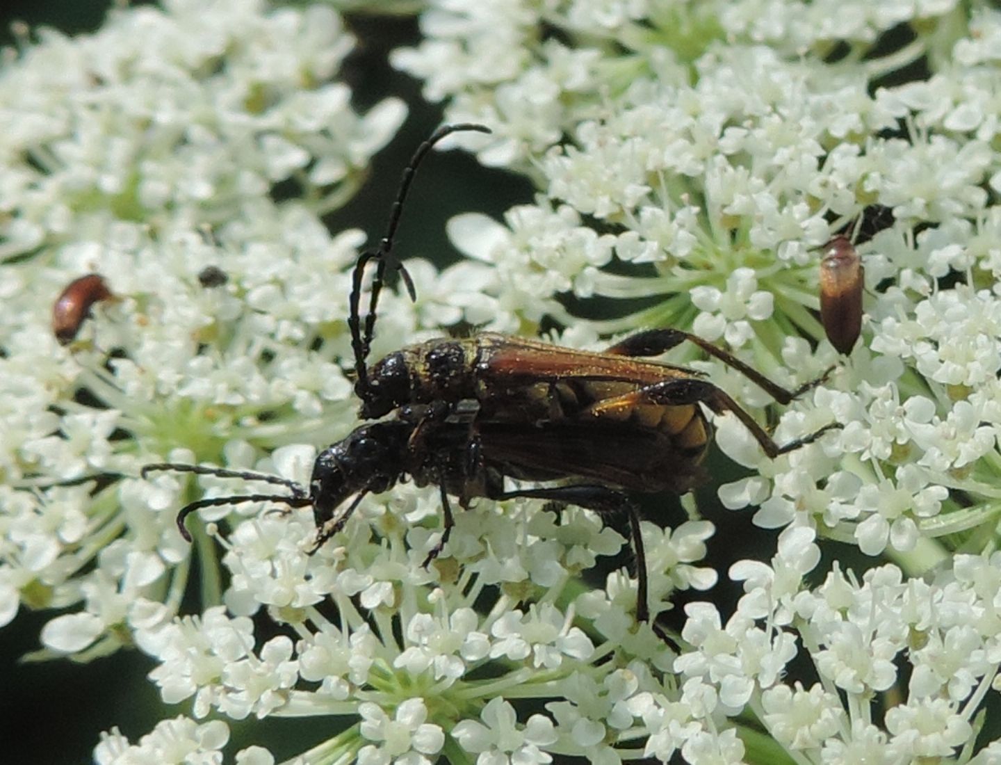 Stenopterus ater e rufus, e Scraptiidae