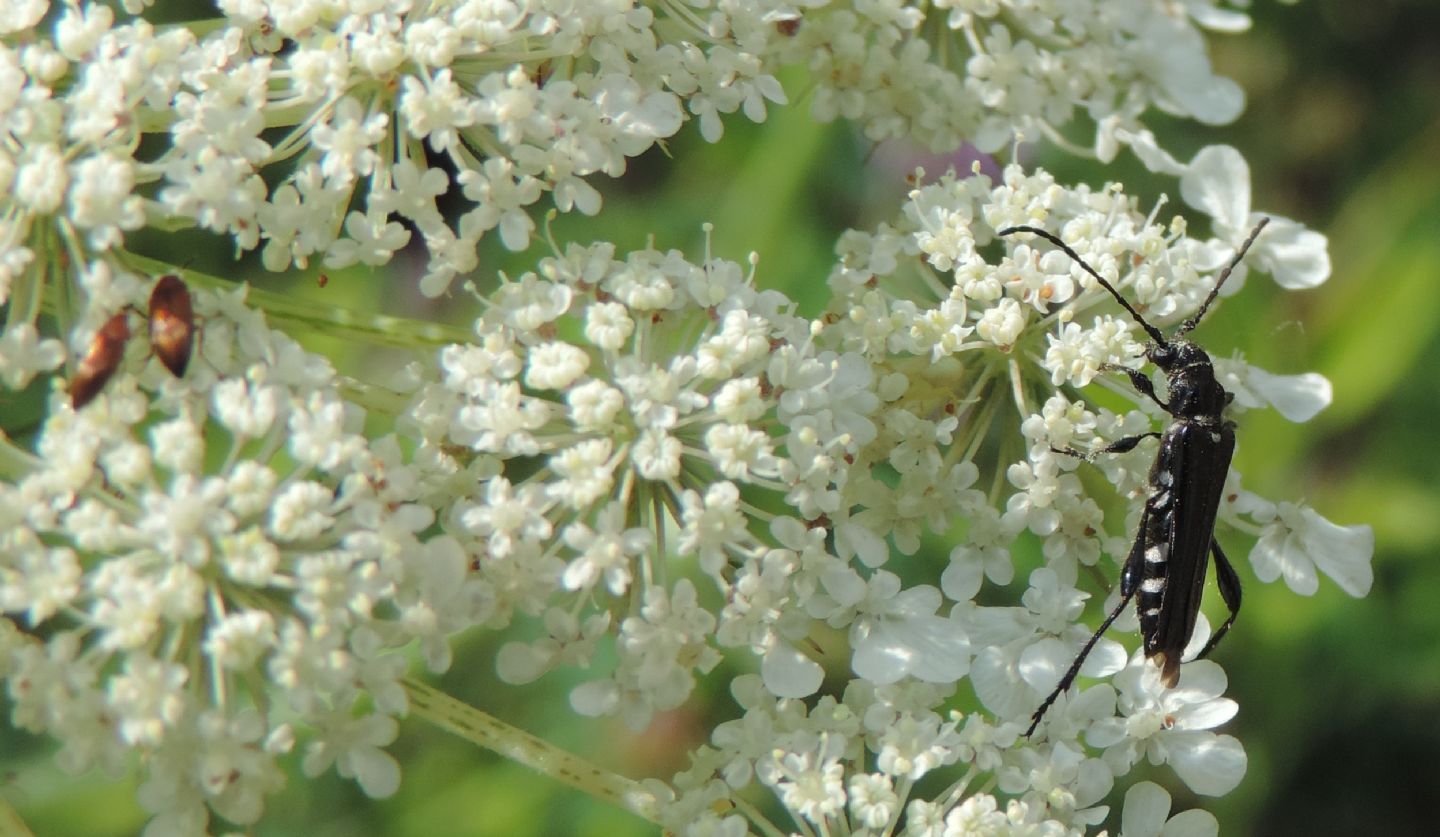 Stenopterus ater e rufus, e Scraptiidae