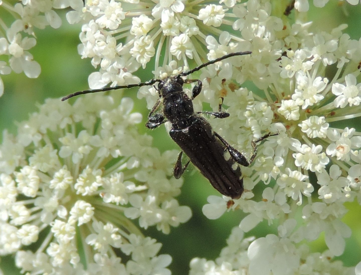 Stenopterus ater e rufus, e Scraptiidae