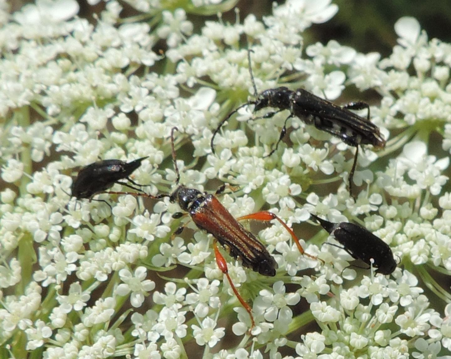 Stenopterus ater e rufus, e Scraptiidae