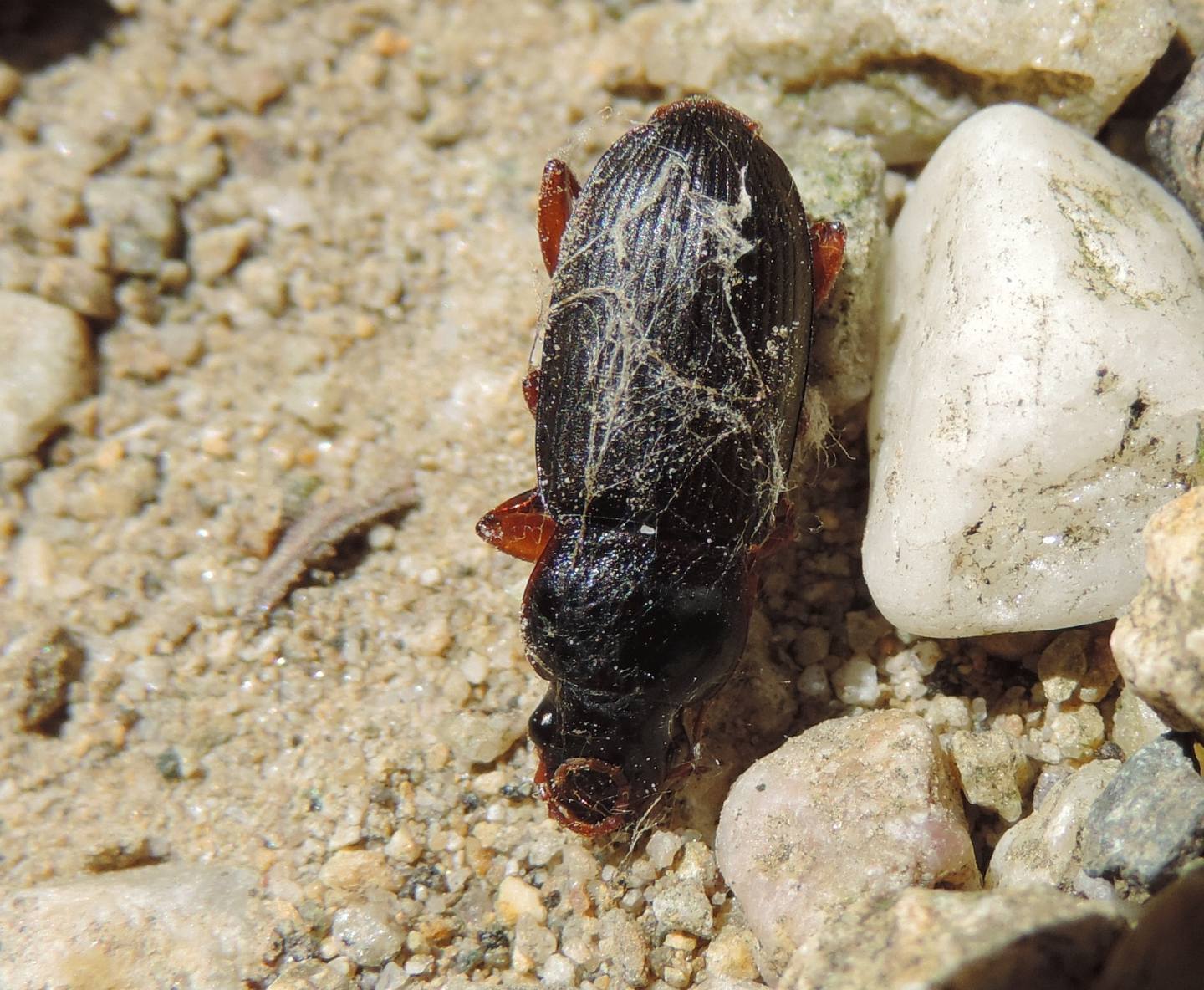 Pseudoophonus rufipes