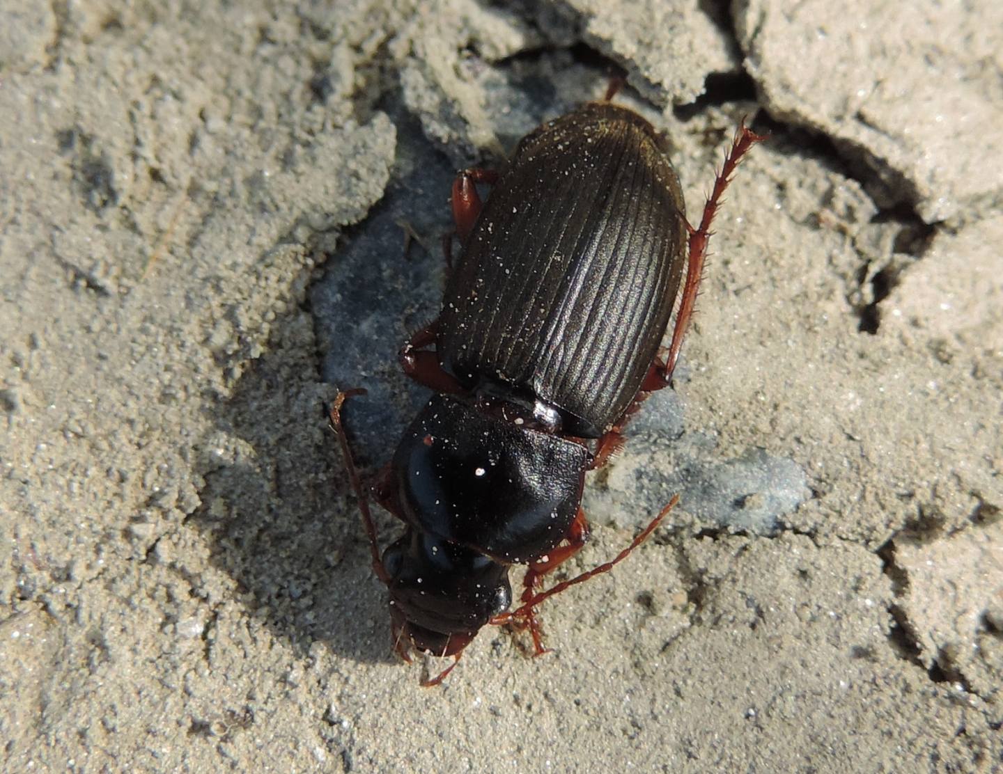 Pseudoophonus rufipes