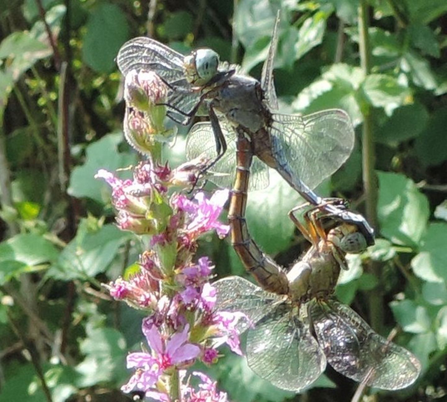 Dubbio su Orthetrum