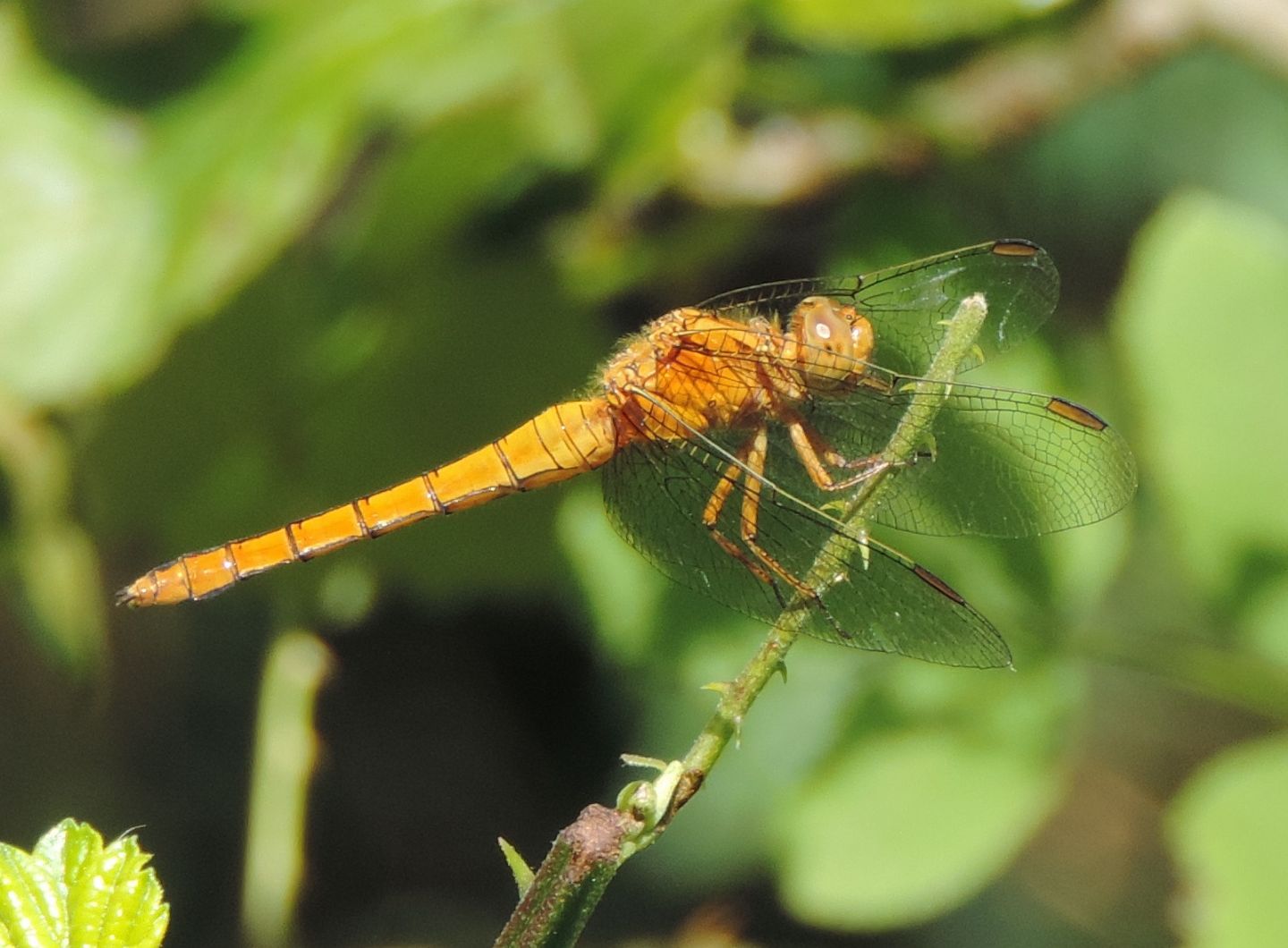 Dubbio su Orthetrum