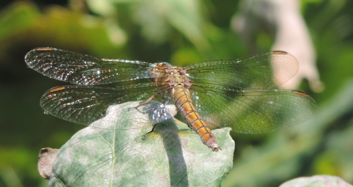 Dubbio su Orthetrum