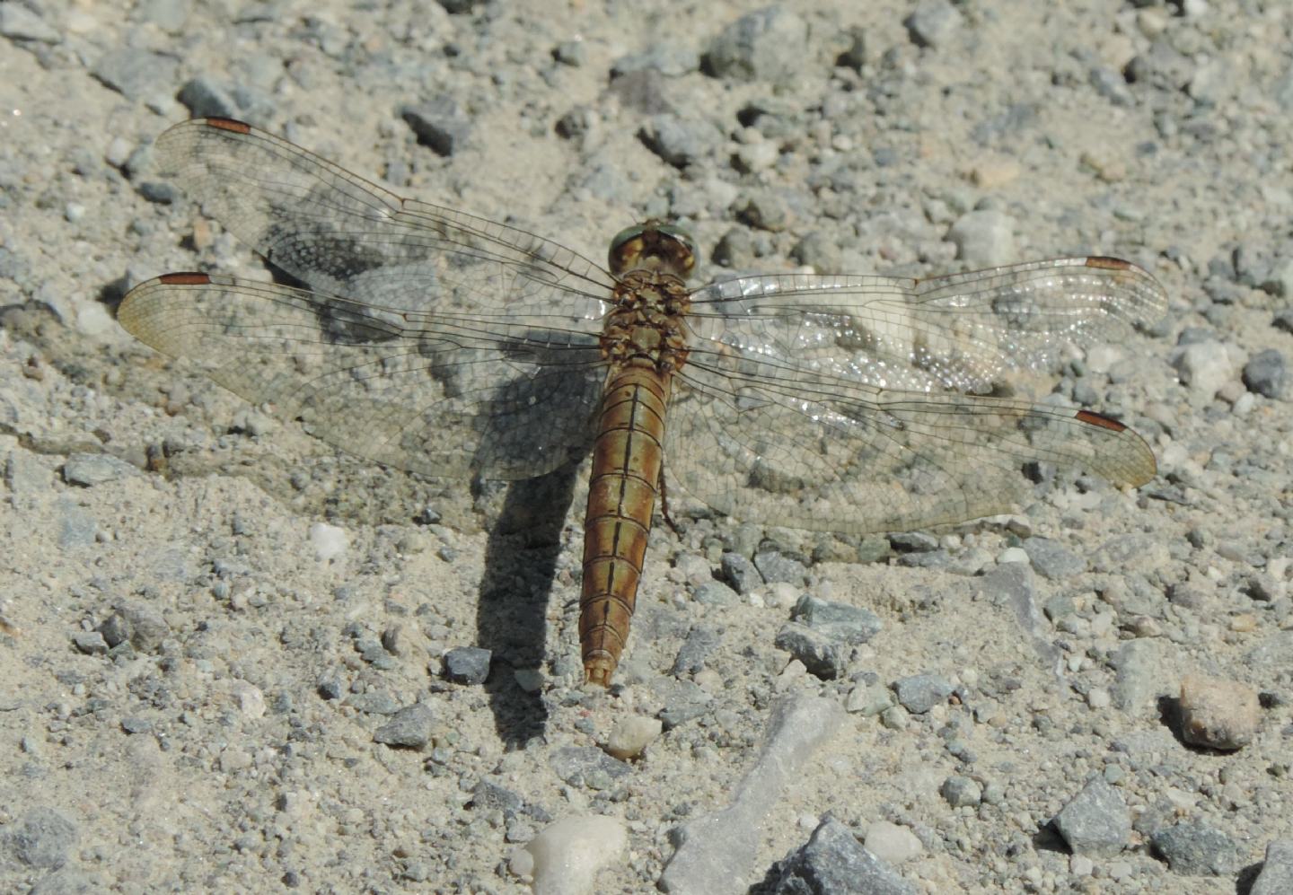 Dubbio su Orthetrum