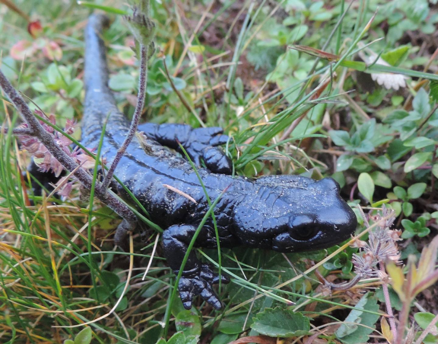 Salamandre di Lanza!