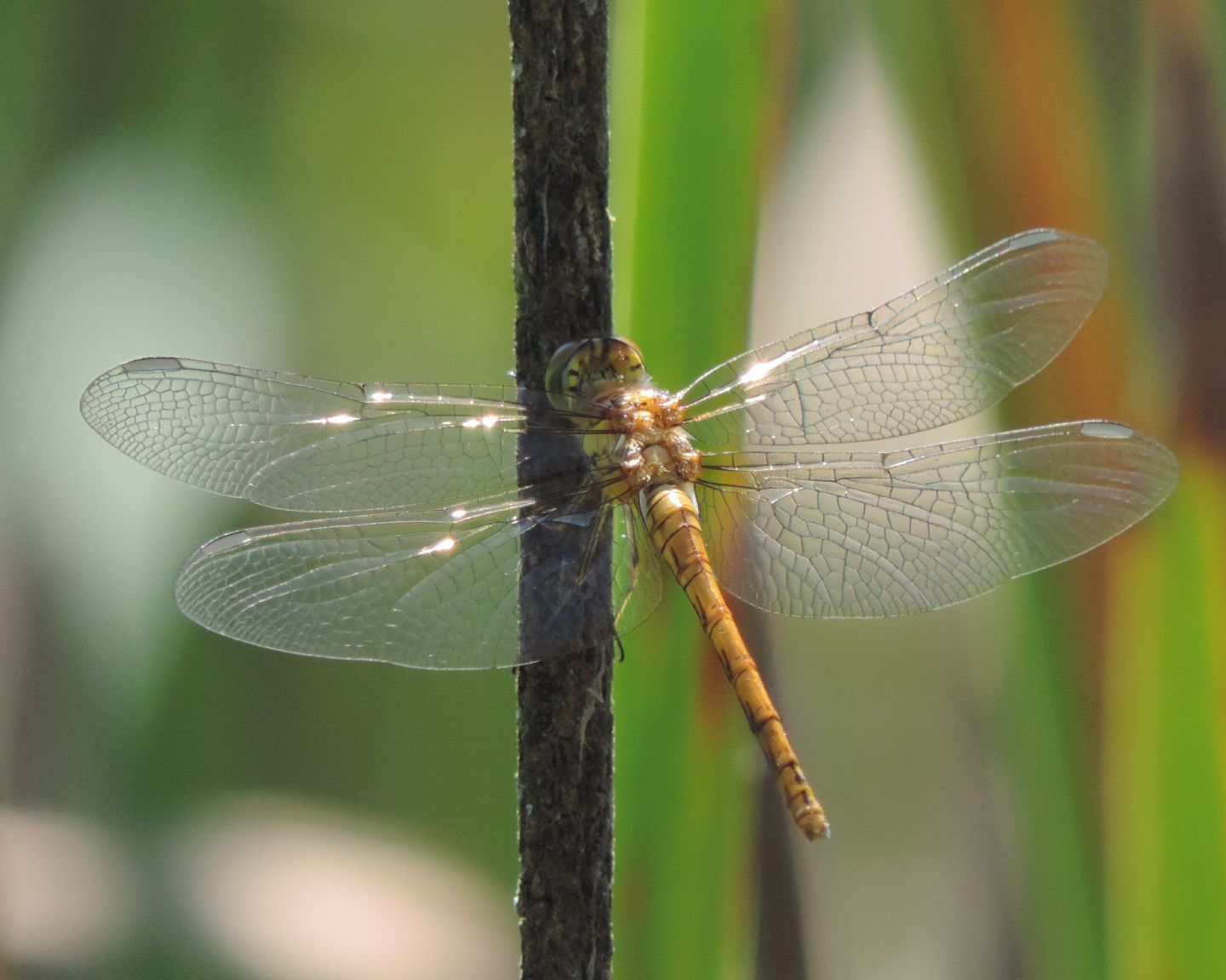 Immaturo di Sympetrum striolatum?