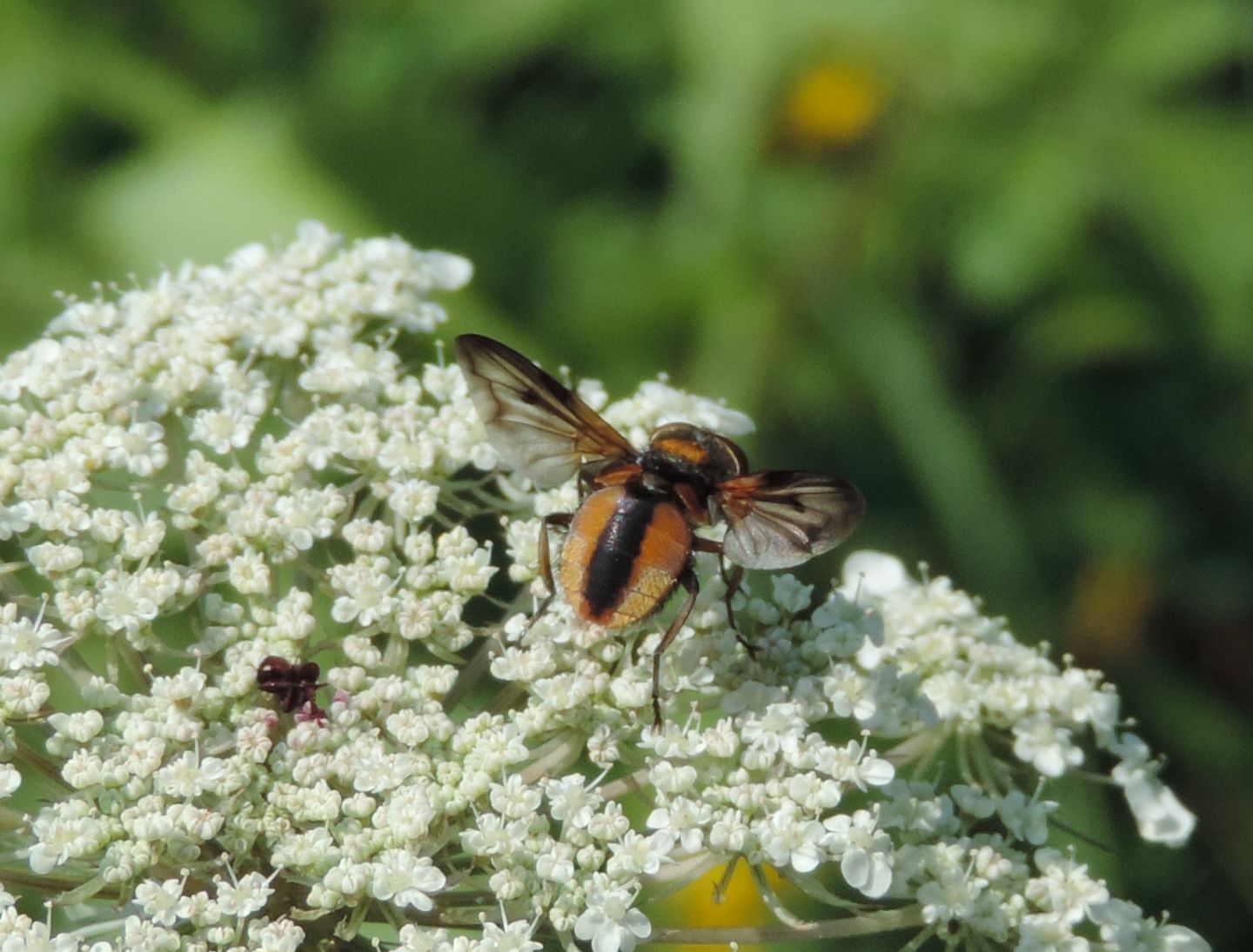 Ectophasia crassipennis? Sì, maschio