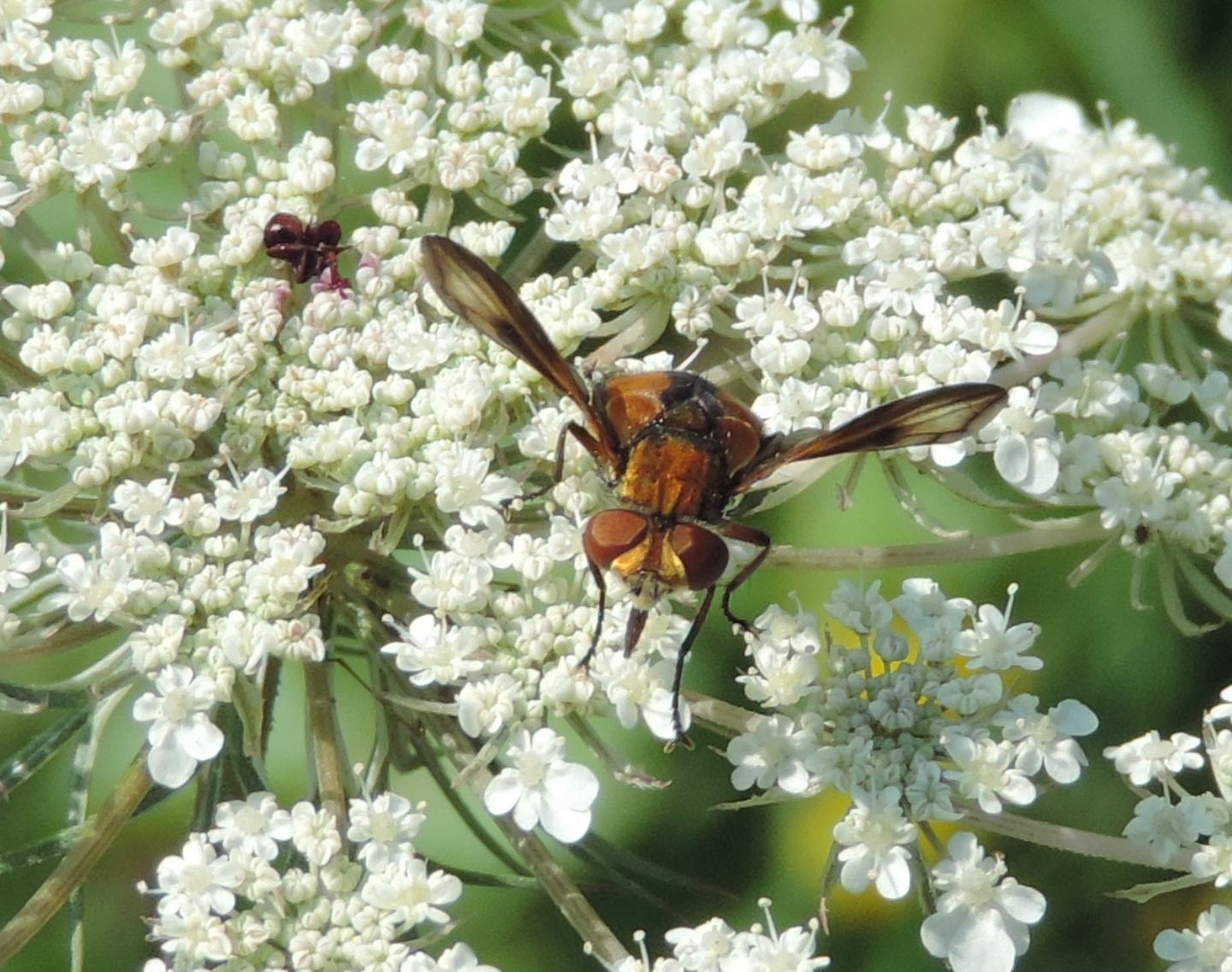 Ectophasia crassipennis? Sì, maschio