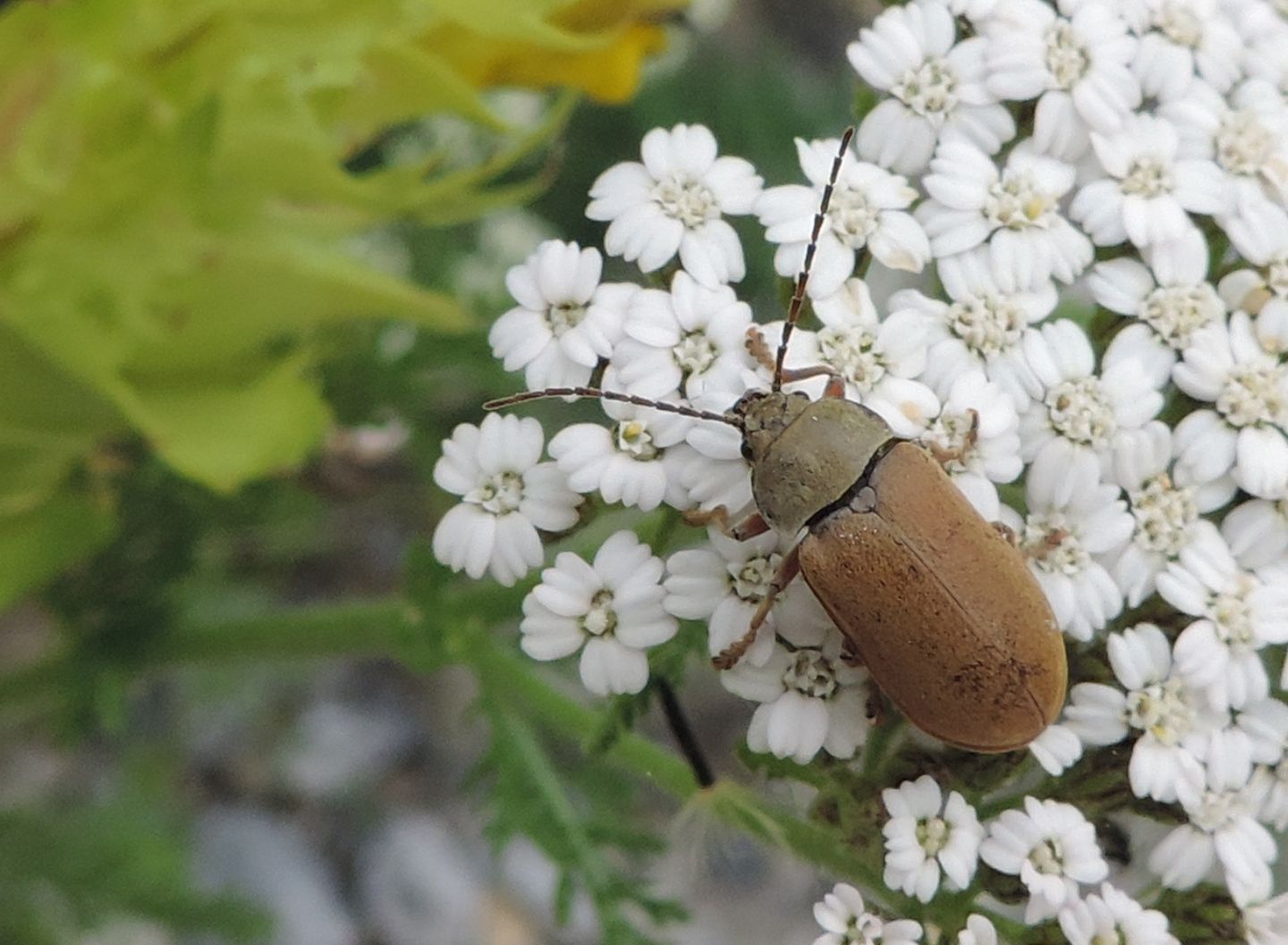 Dascillus cervinus, Dascillidae