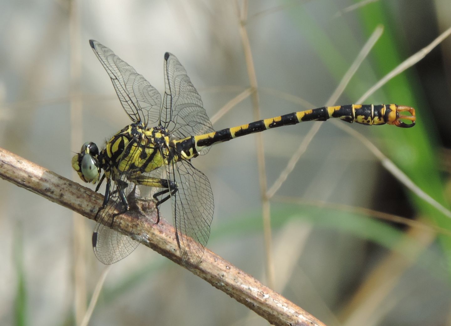 Onychogomphus forcipatus con domanda