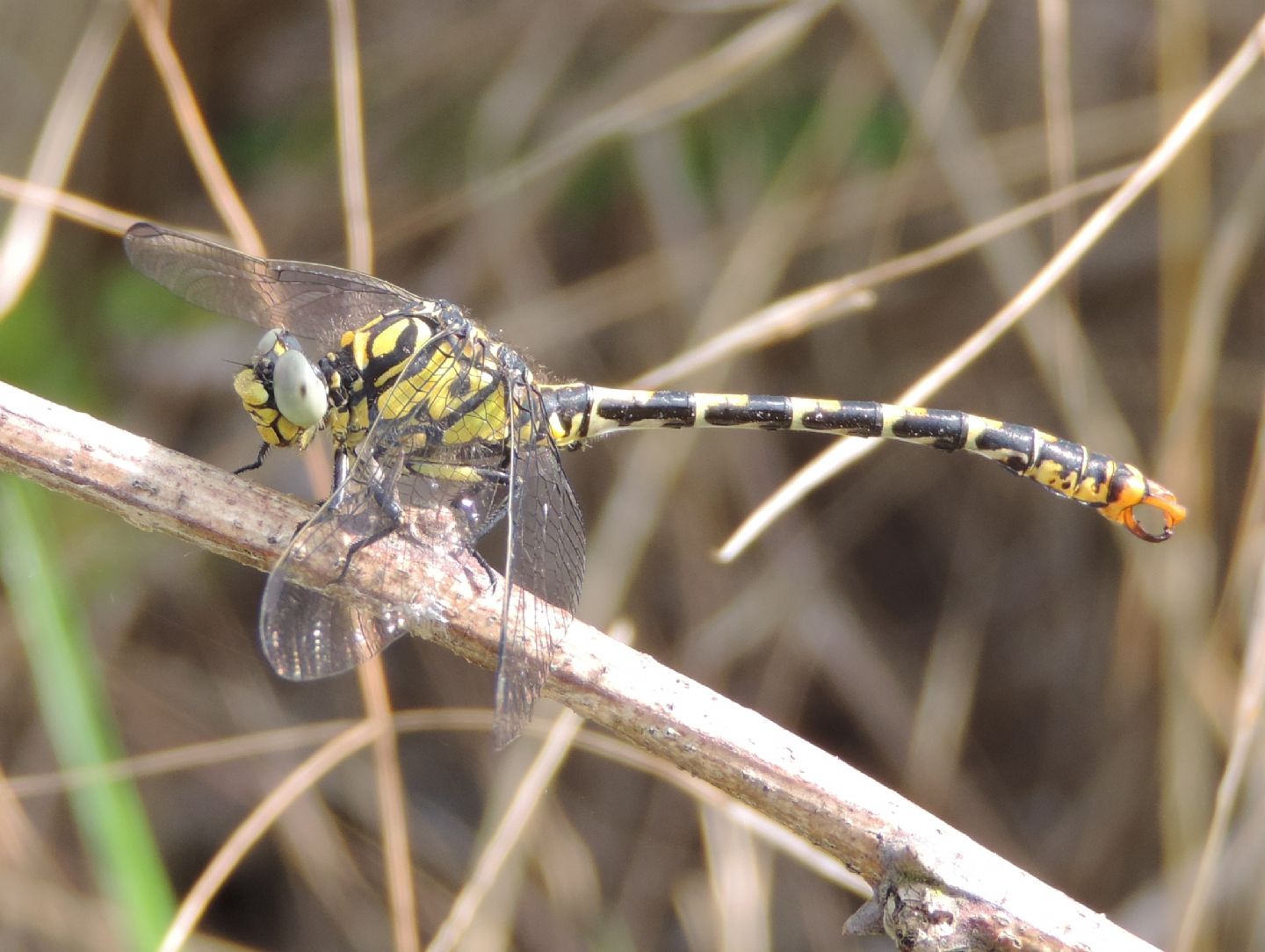 Onychogomphus forcipatus con domanda