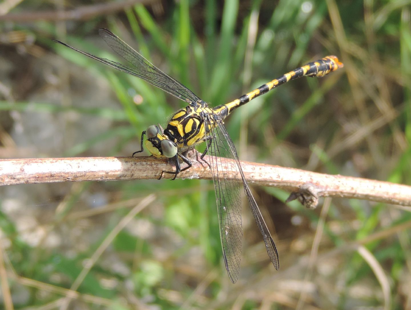 Onychogomphus forcipatus con domanda