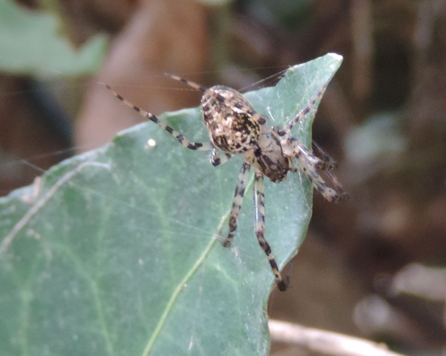 Metellina merianae - Magliano Alfieri (CN)