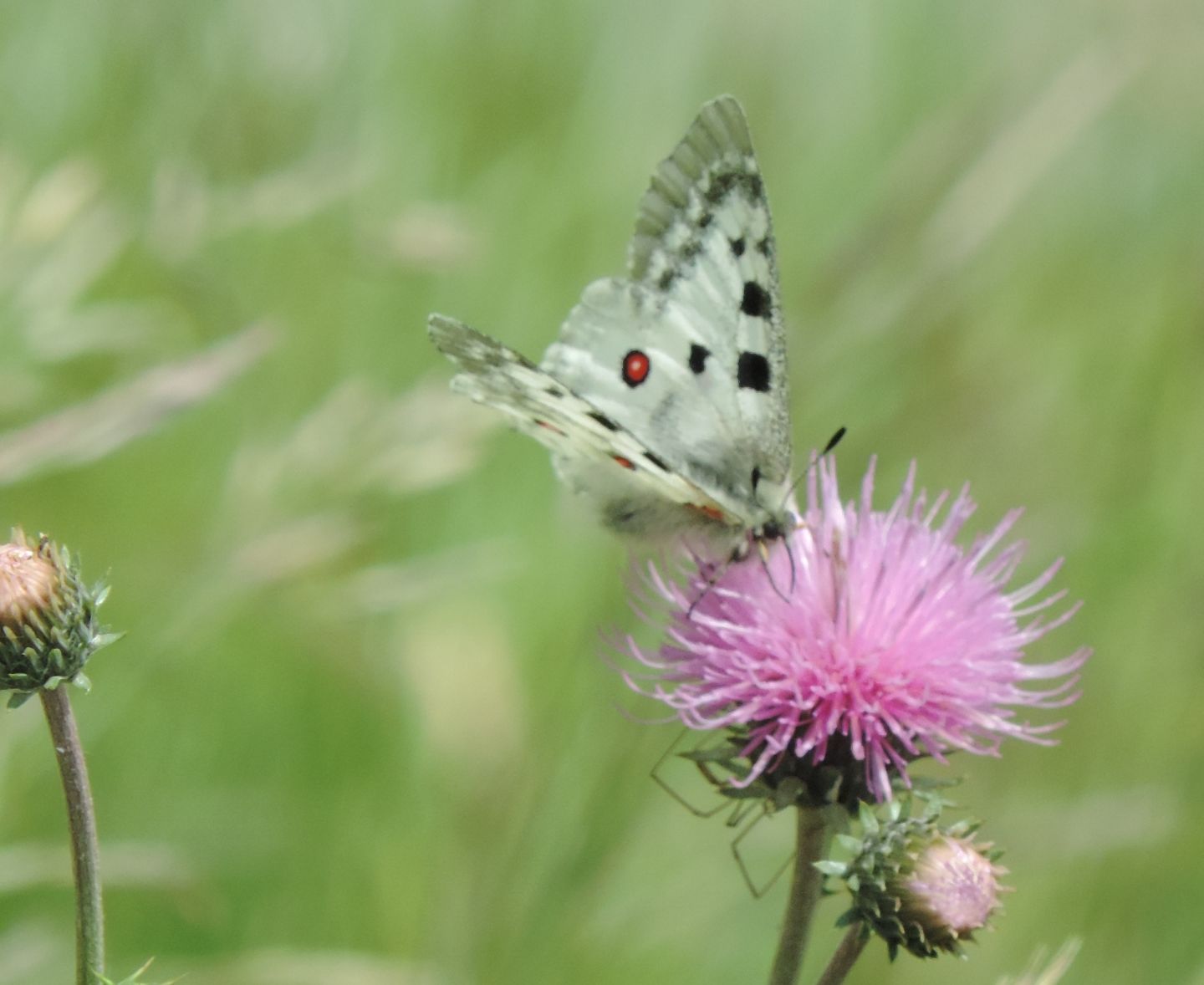 Parnassius apollo?