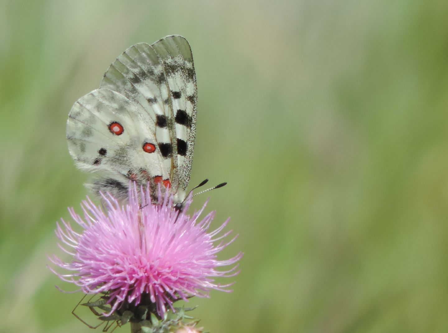 Parnassius apollo?