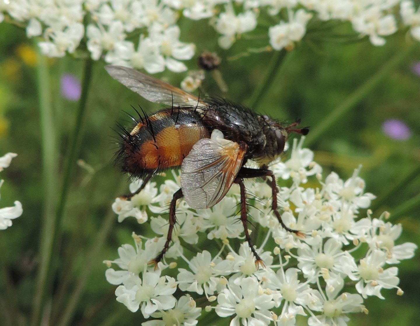 Tachina fera? Probabilmente s