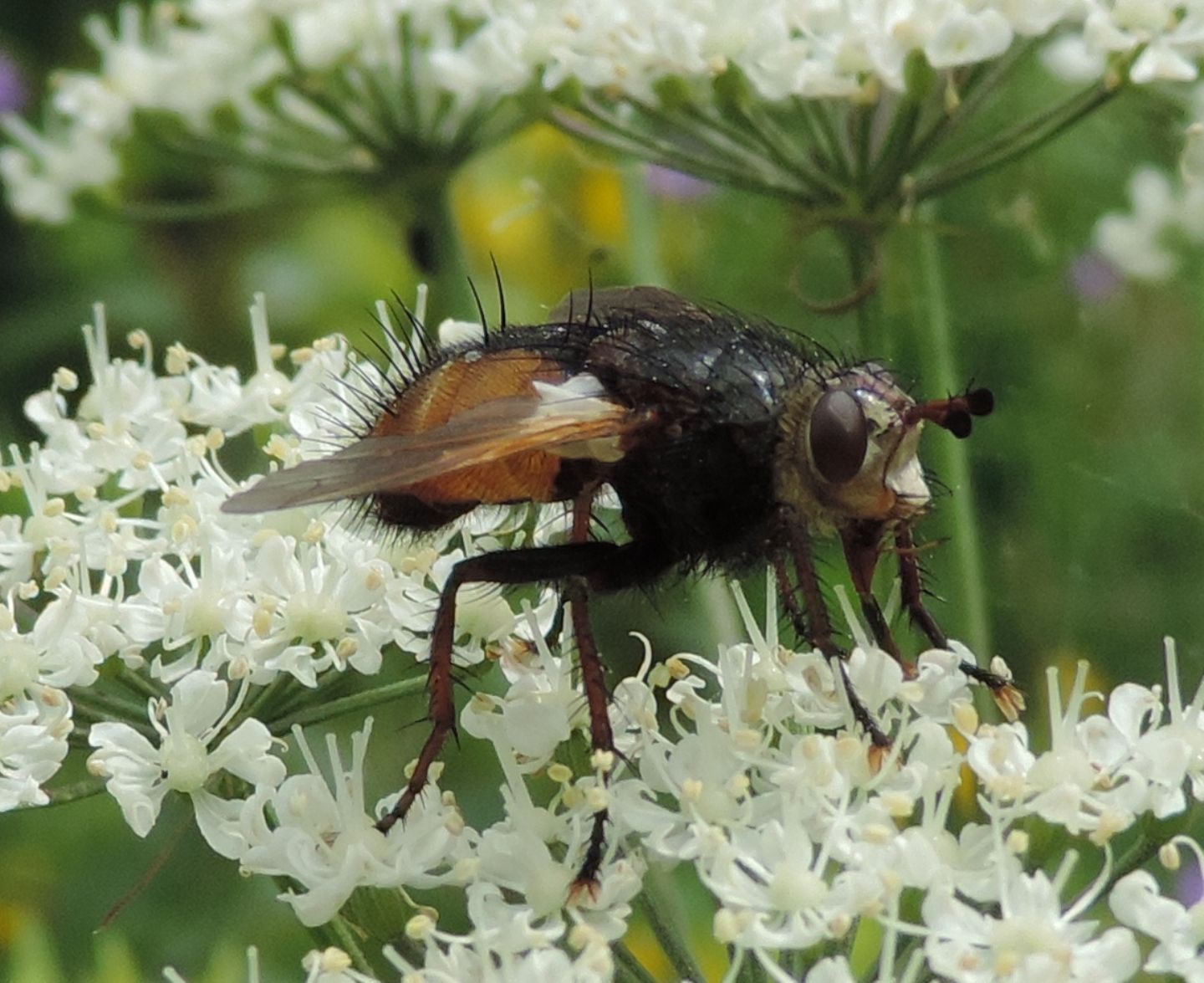 Tachina fera? Probabilmente s