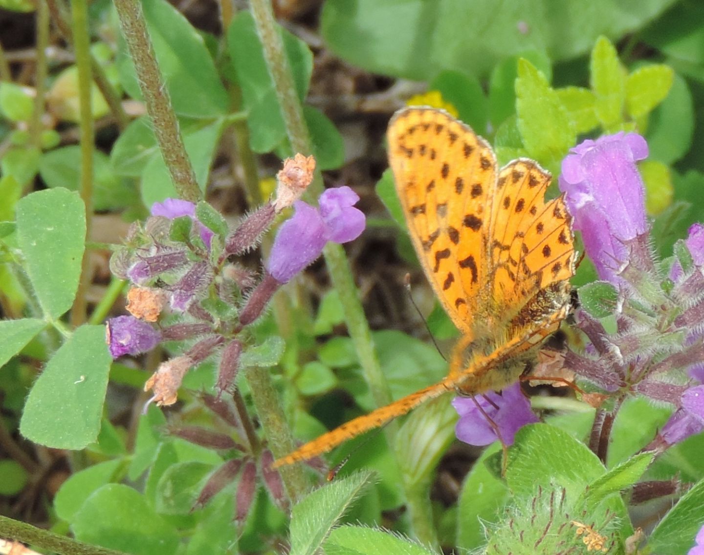 Boloria?