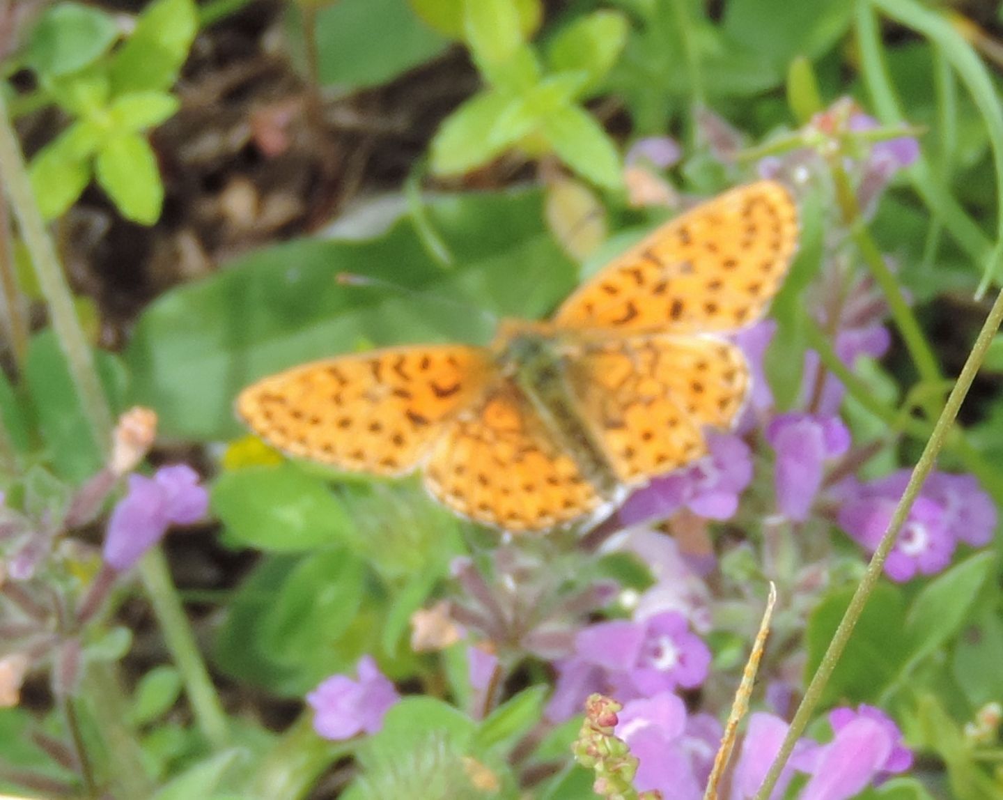 Boloria?