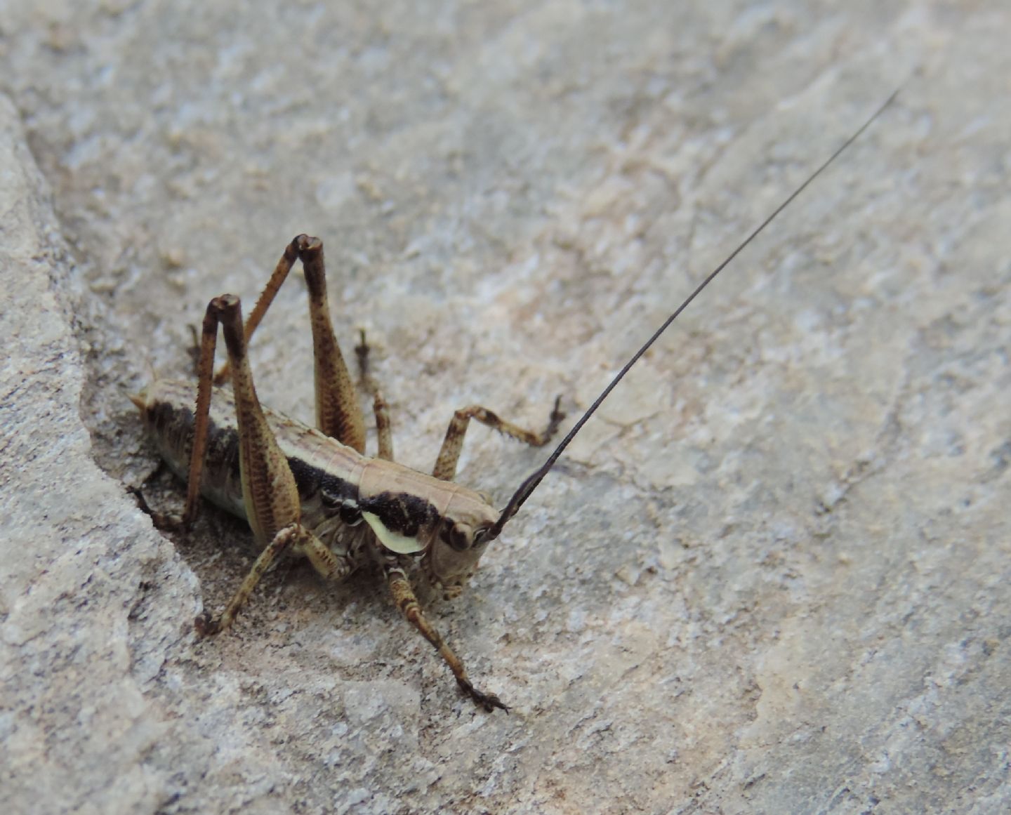 Tettigoniidae: Yersinella?   No, cfr.Chopardius pedestris pedestris