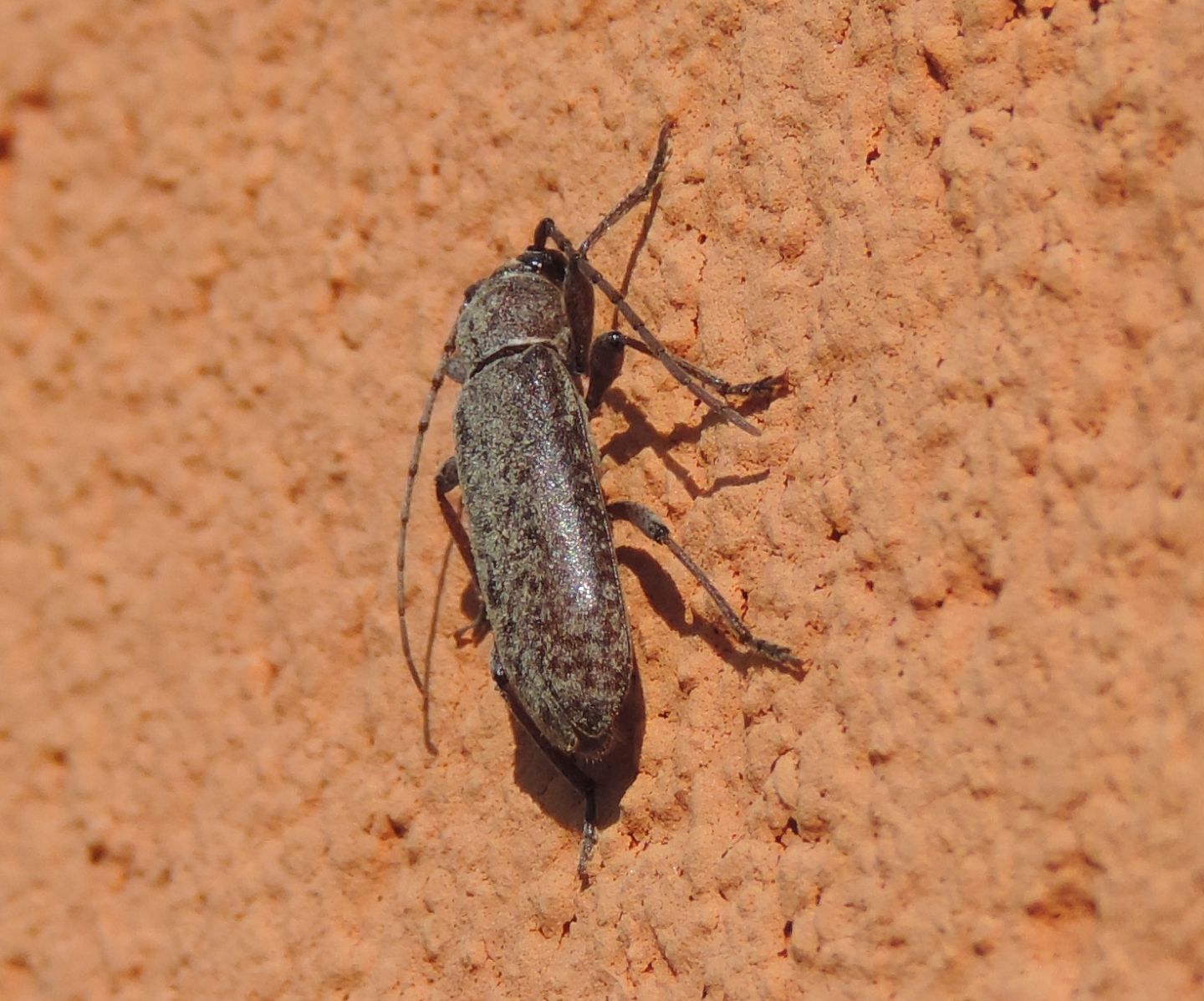 Trichoferus fasciculatus - Cerambycidae