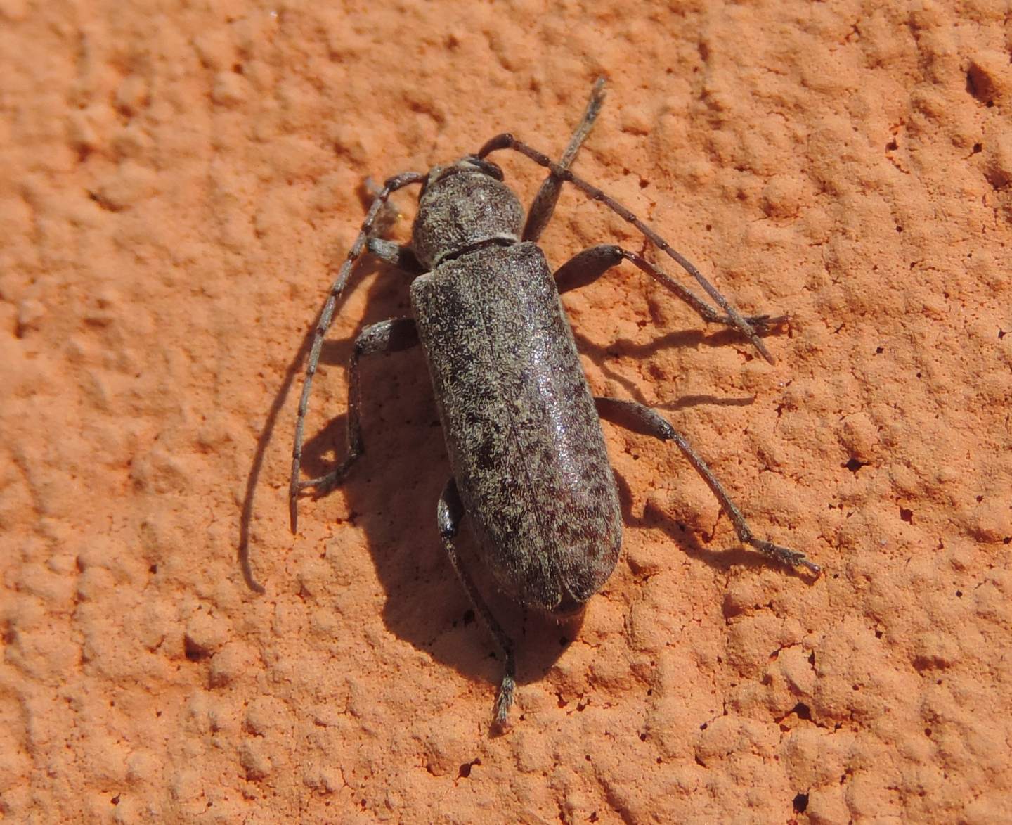 Trichoferus fasciculatus - Cerambycidae