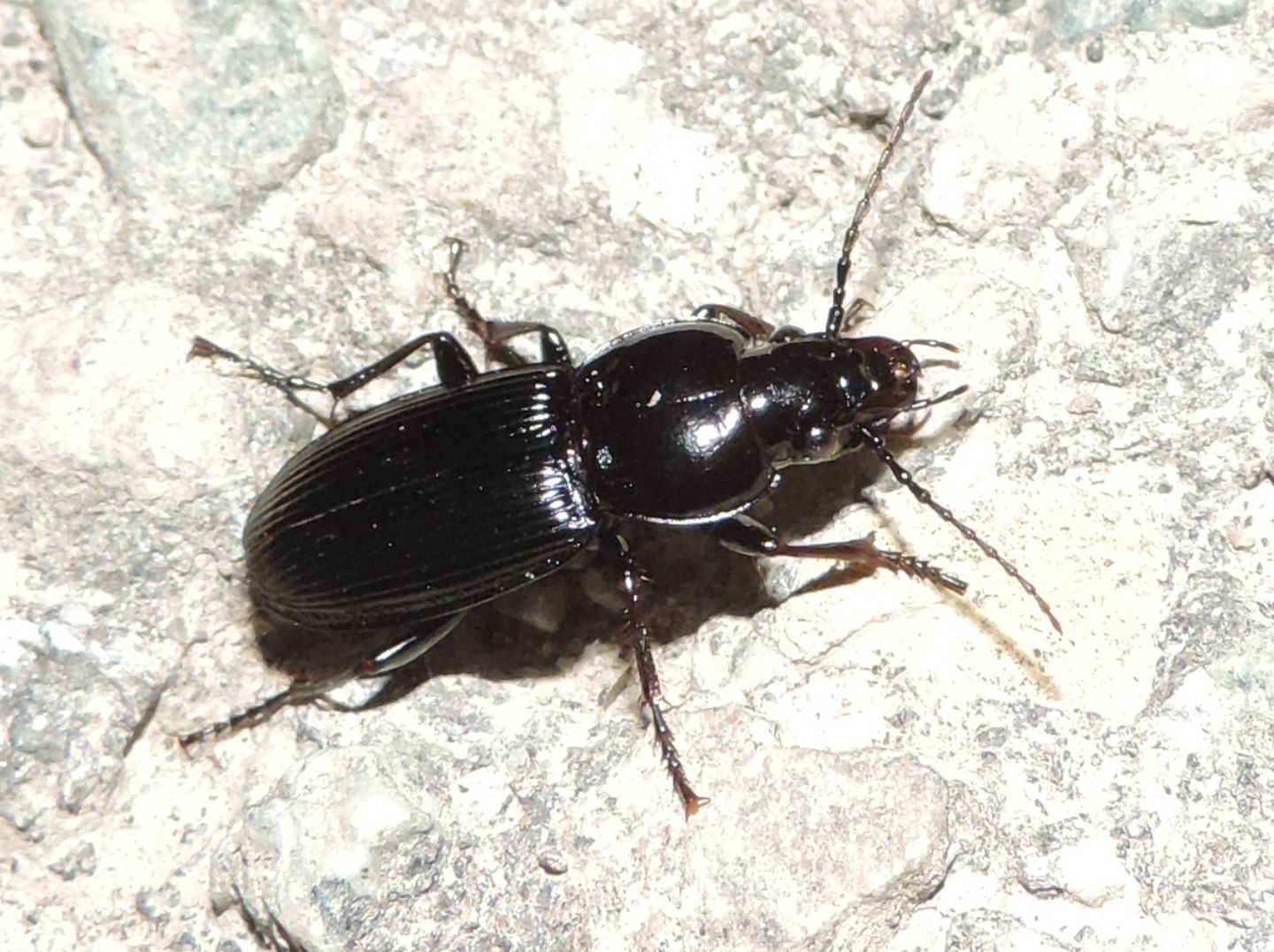 Abax? no, Pterostichus melas