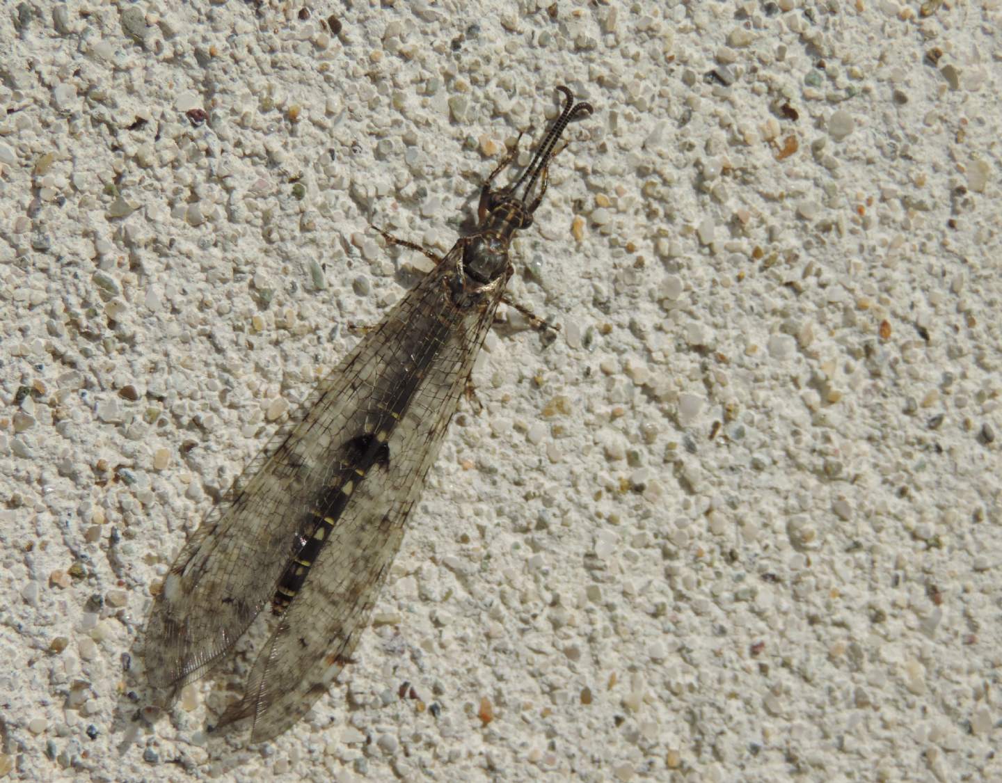 Distoleon tetragammicus?