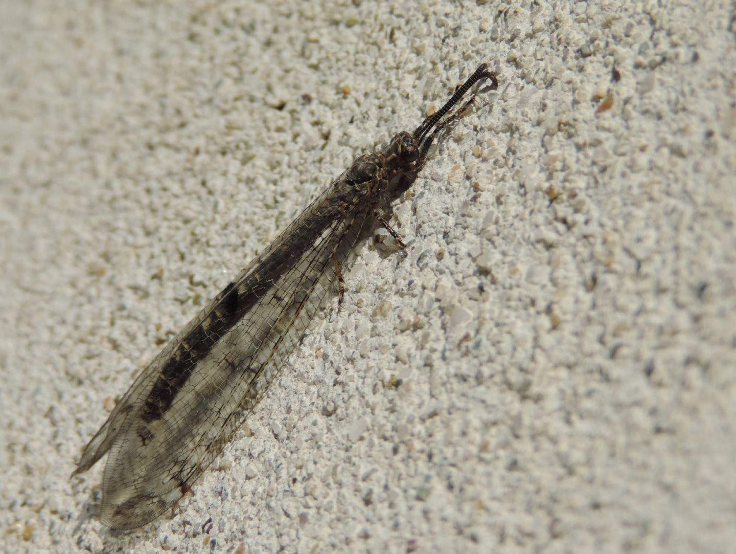 Distoleon tetragammicus?