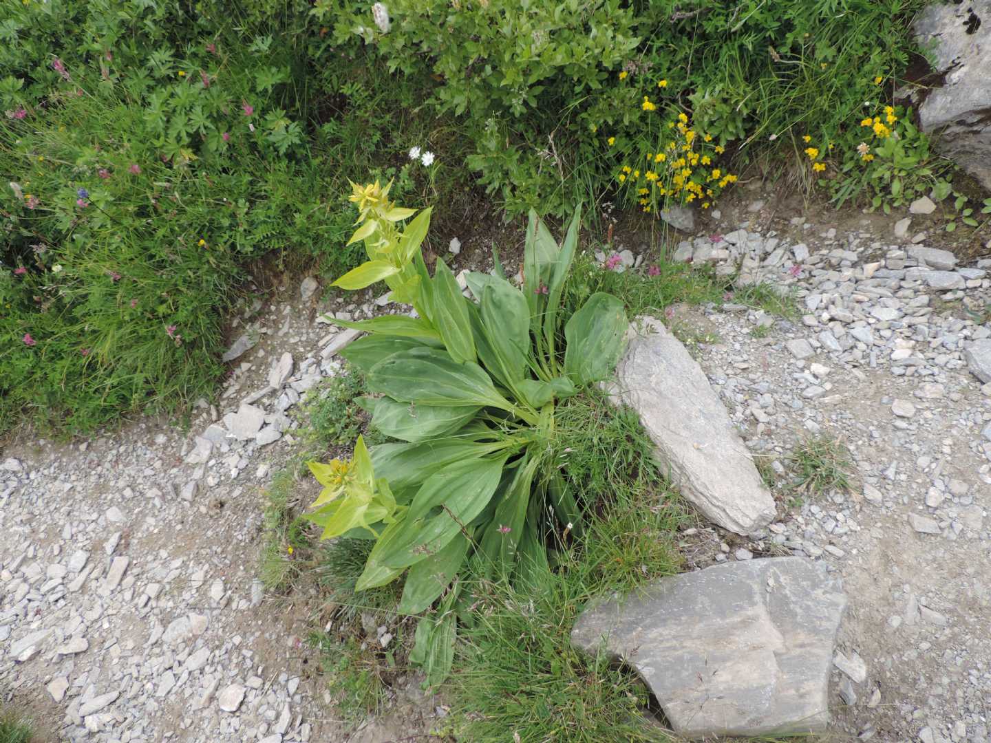 falena di montagna :  Aterpia corticana, Tortricidae