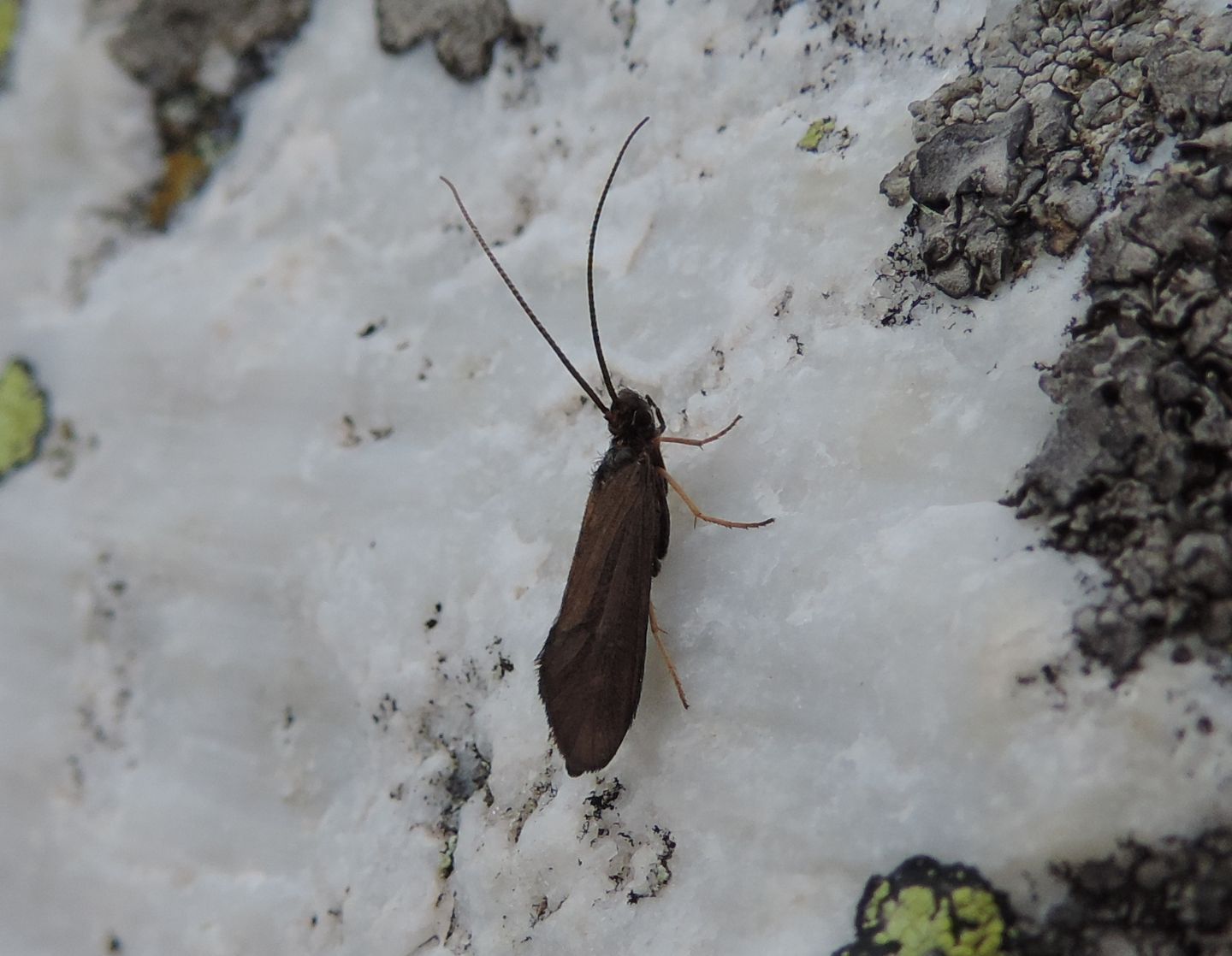 Sericostoma personatum della Val Maira (TO)