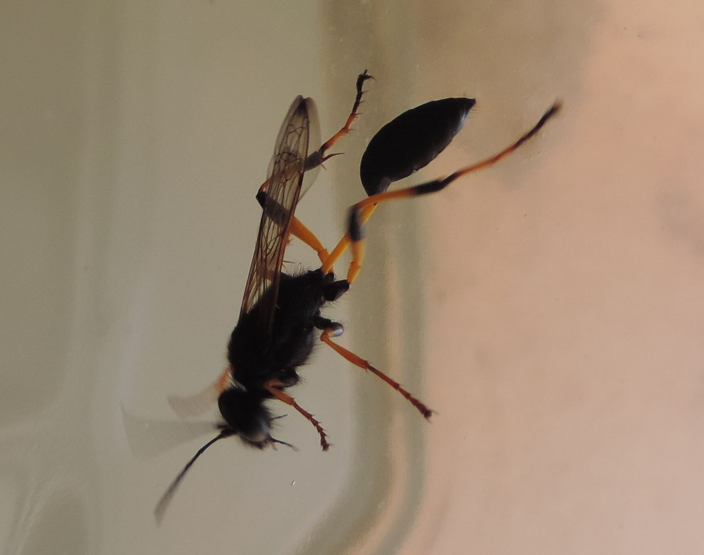Sceliphron spirifex, Sphecidae