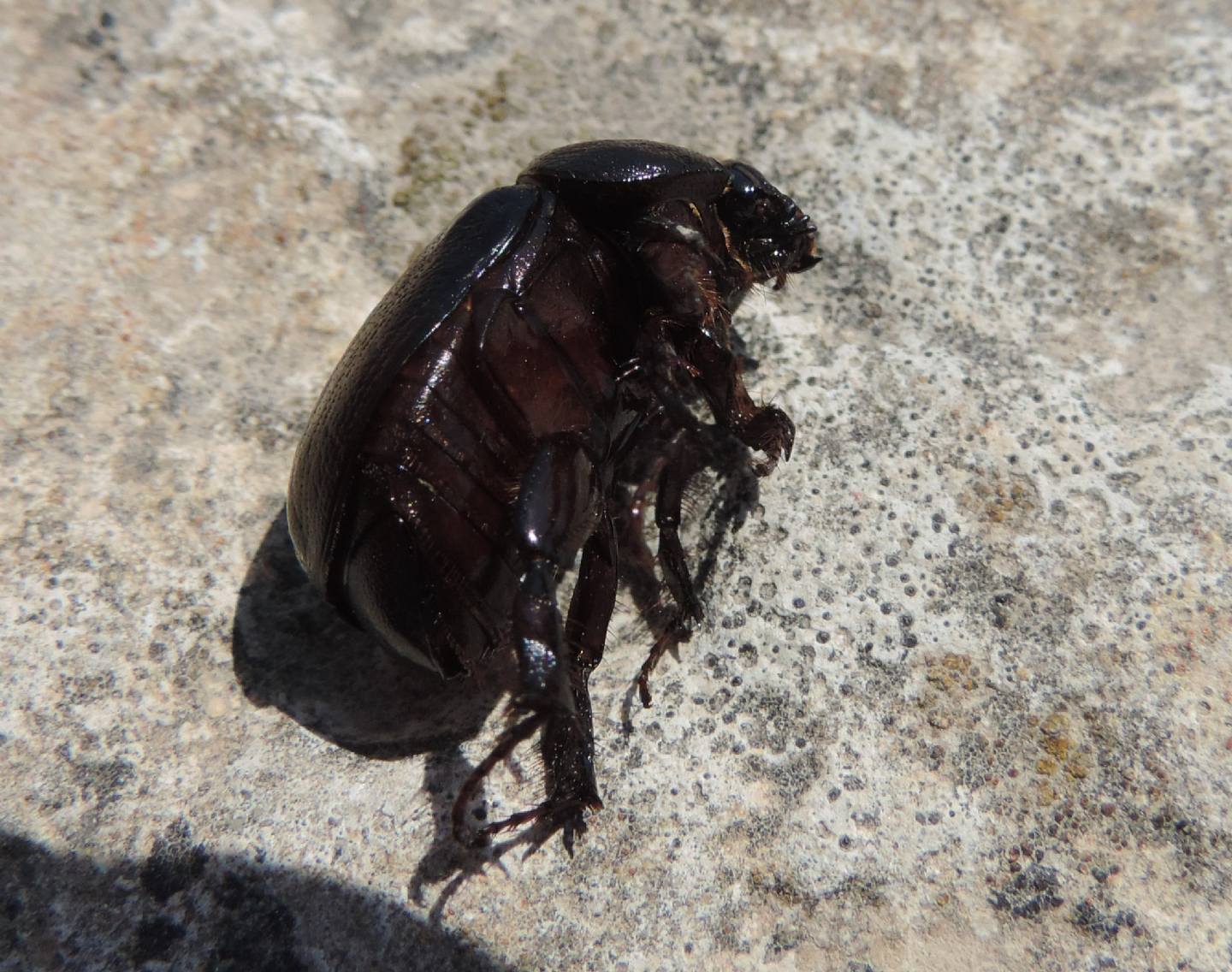Pentodon algerinum e domanda