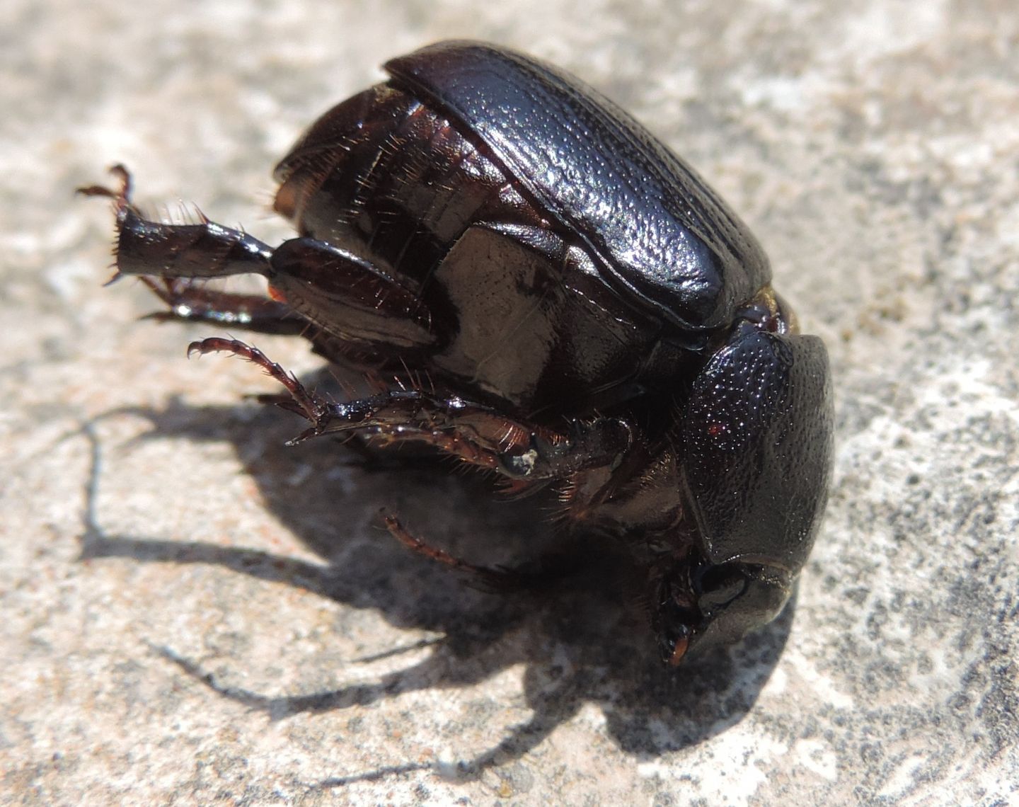 Pentodon algerinum e domanda
