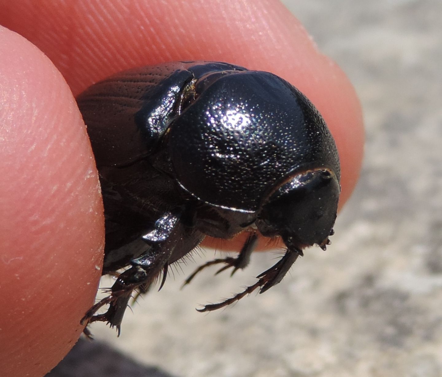 Pentodon algerinum e domanda