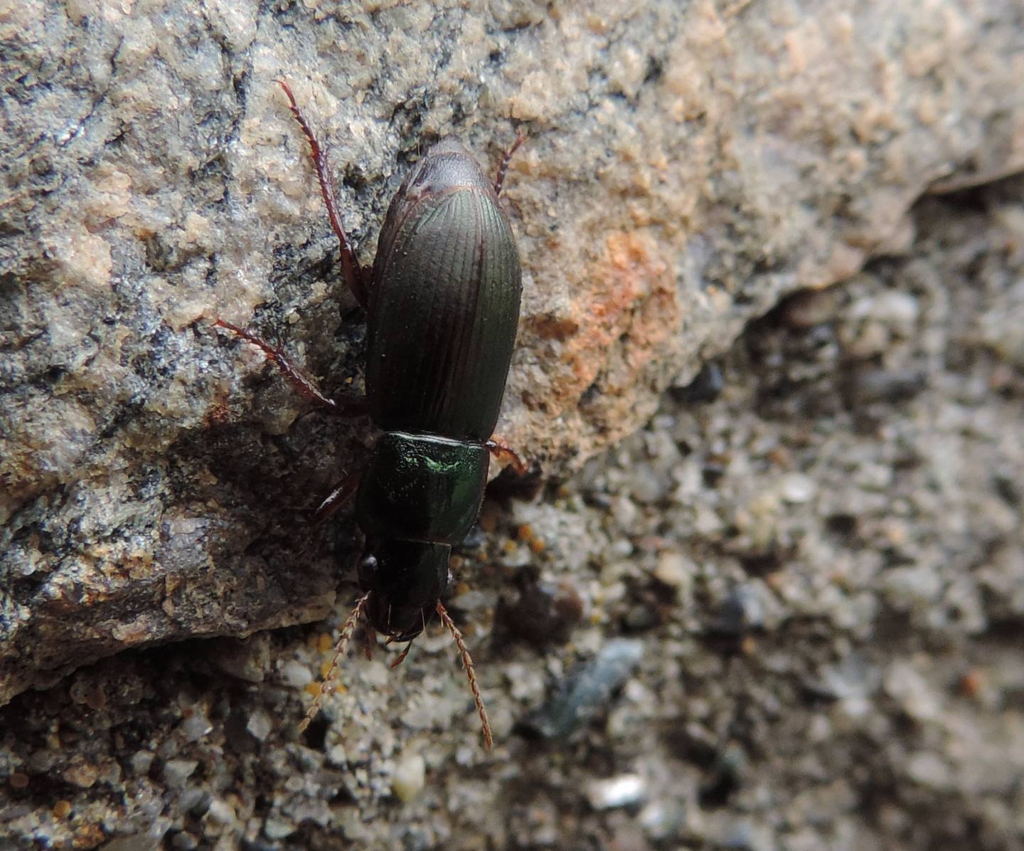 Carabidae: Harpalus affinis,  femmina