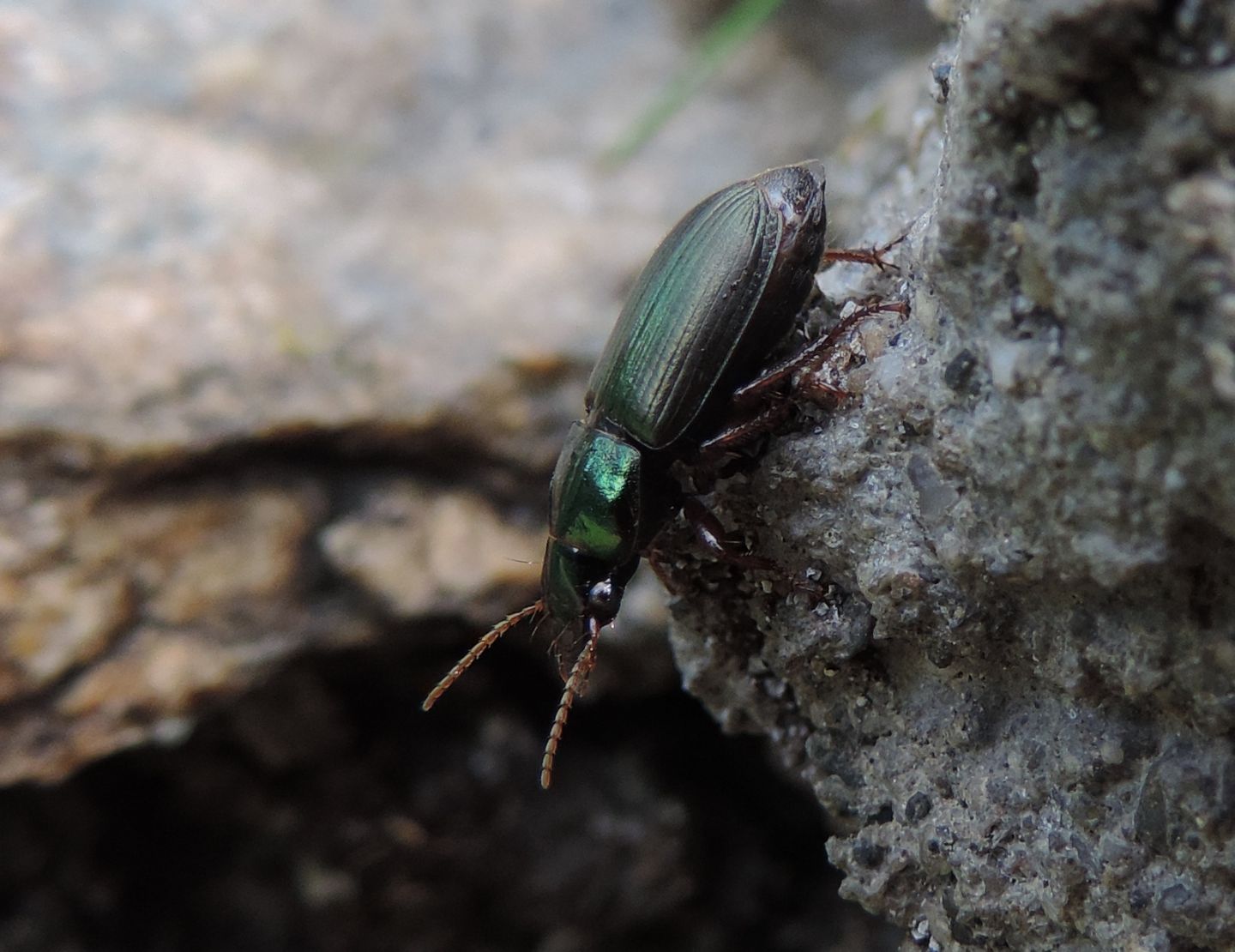 Carabidae: Harpalus affinis,  femmina